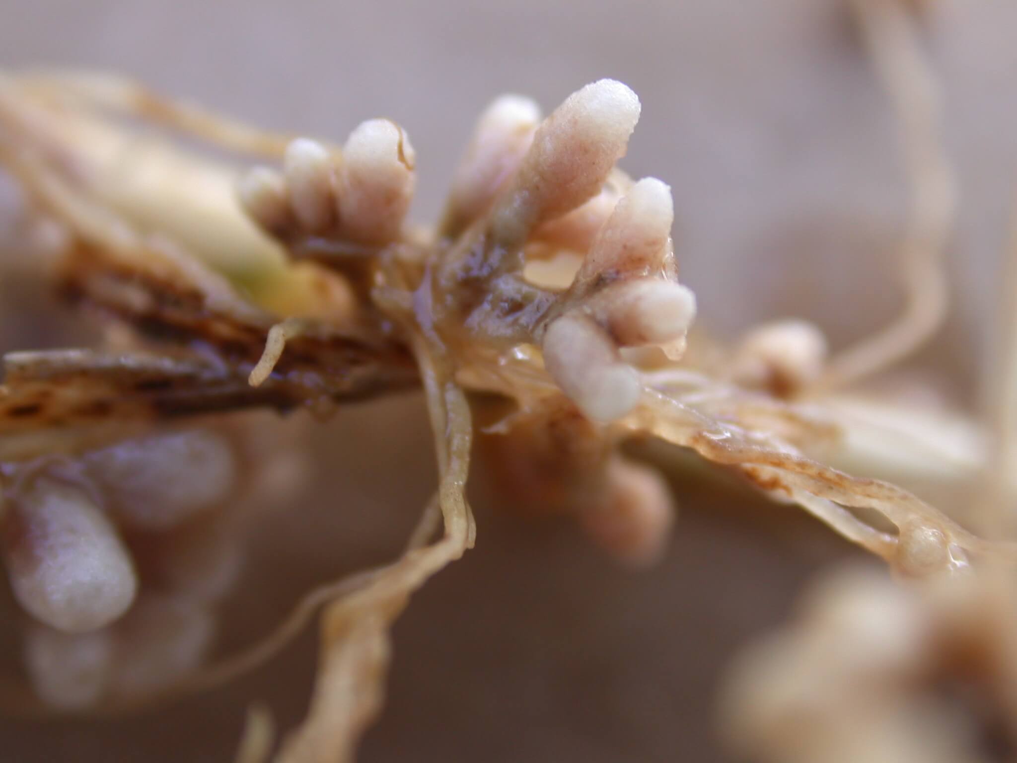 Clover Nodules