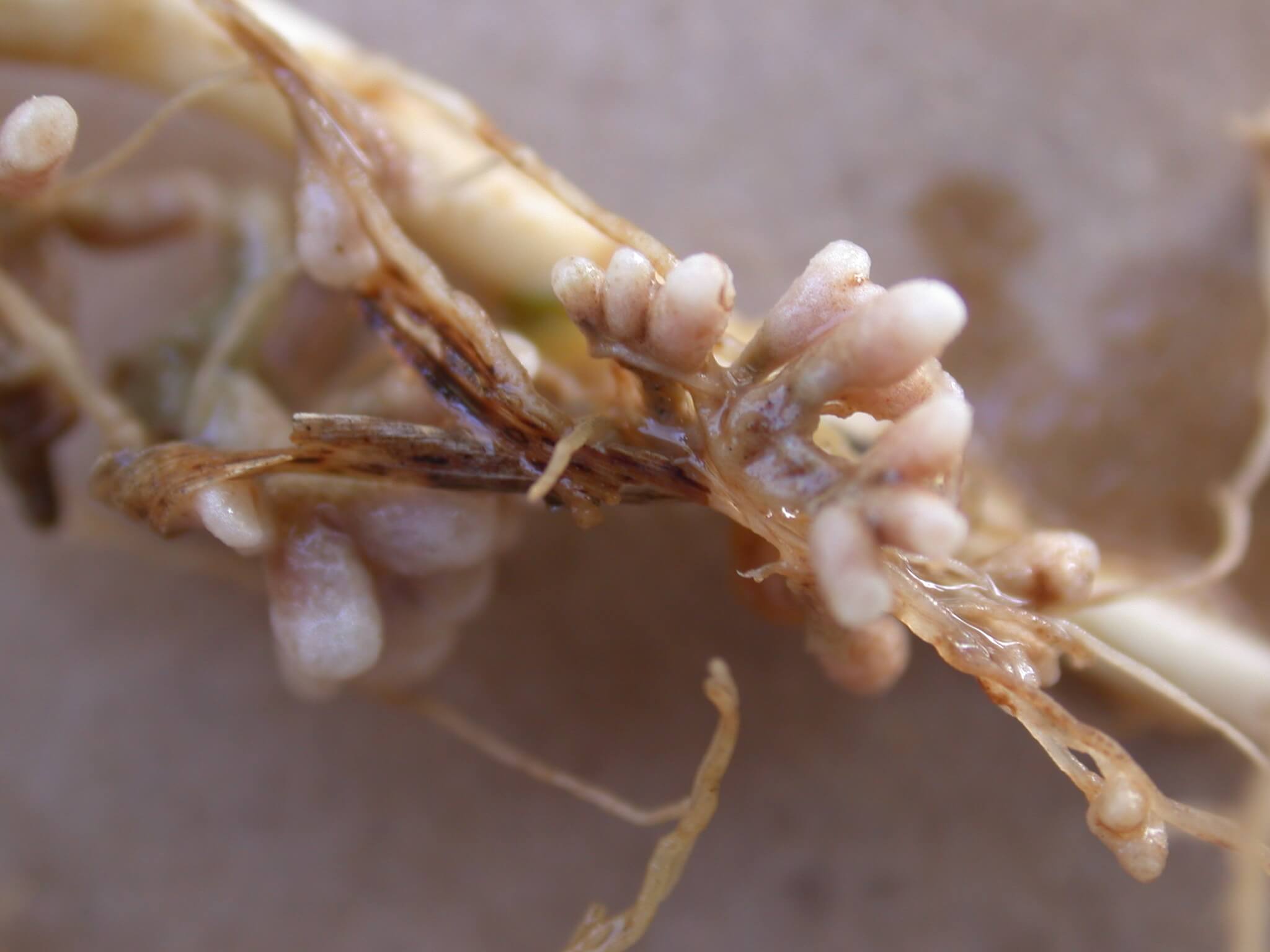 Clover Nodules