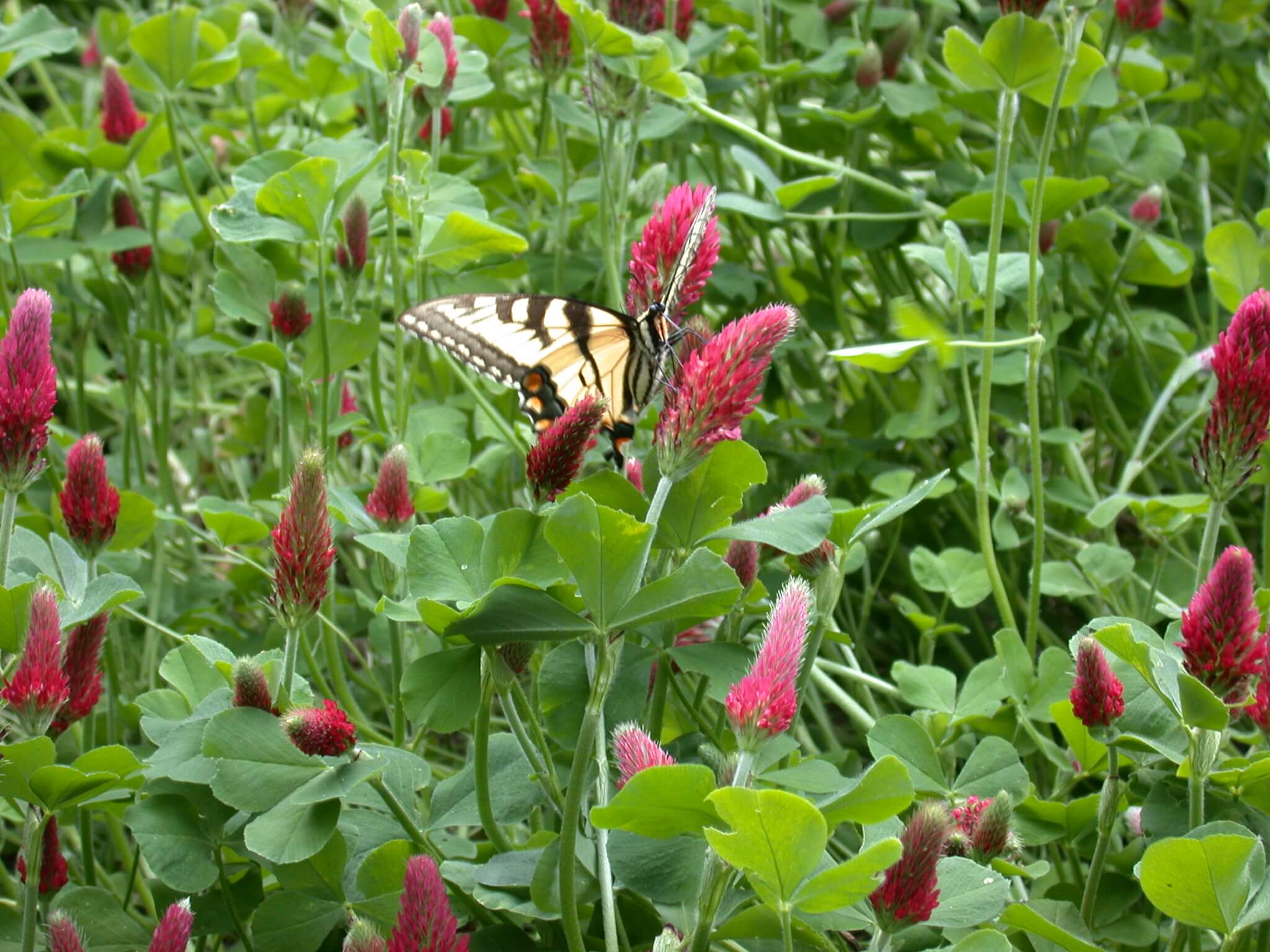 Butterfly on Crimson