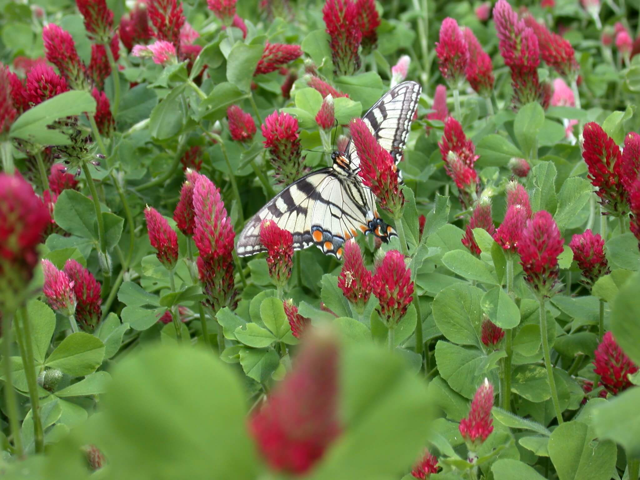 Crimson Clover Butterfly
