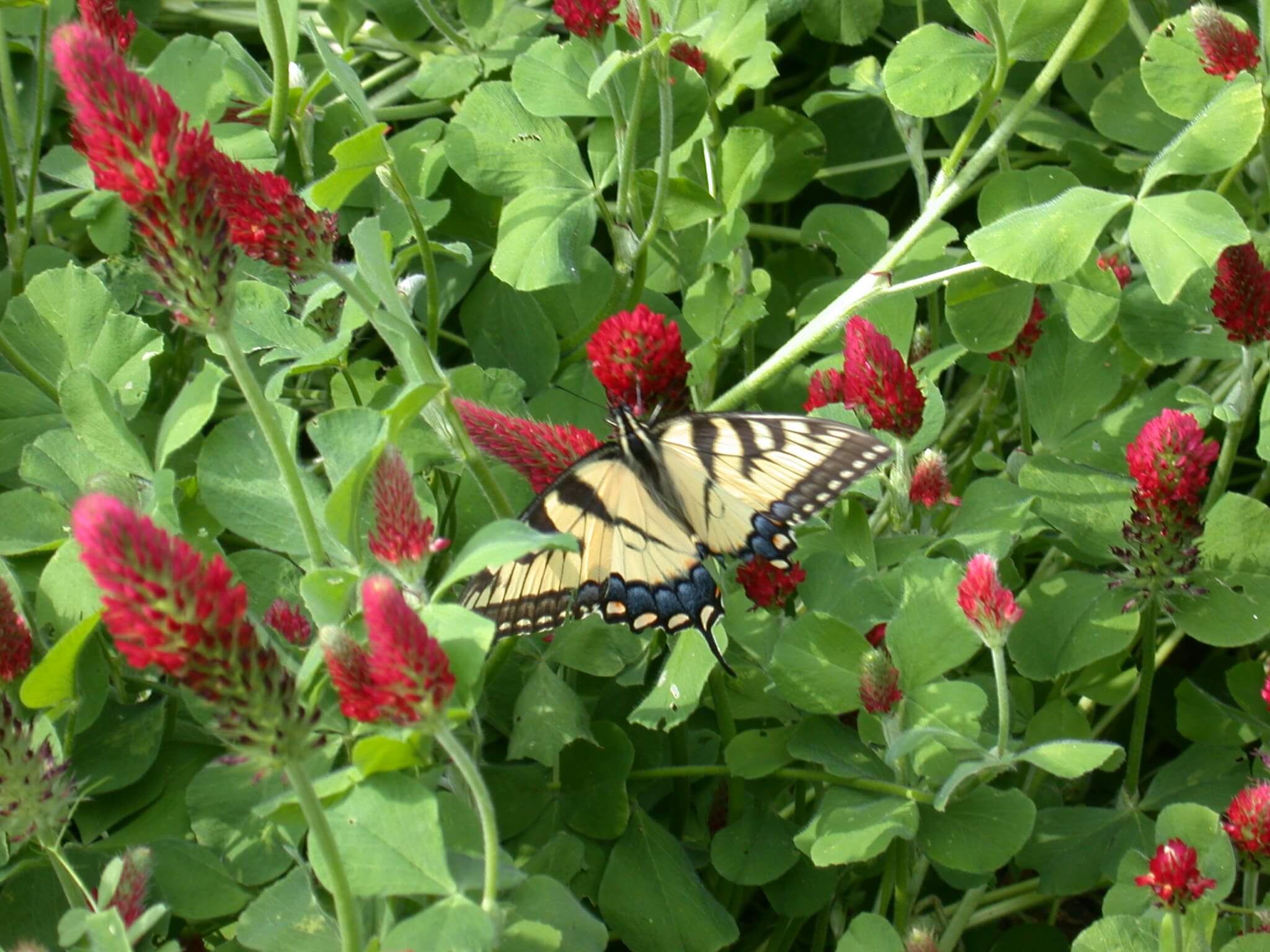 Butterfly on Crimson Clover