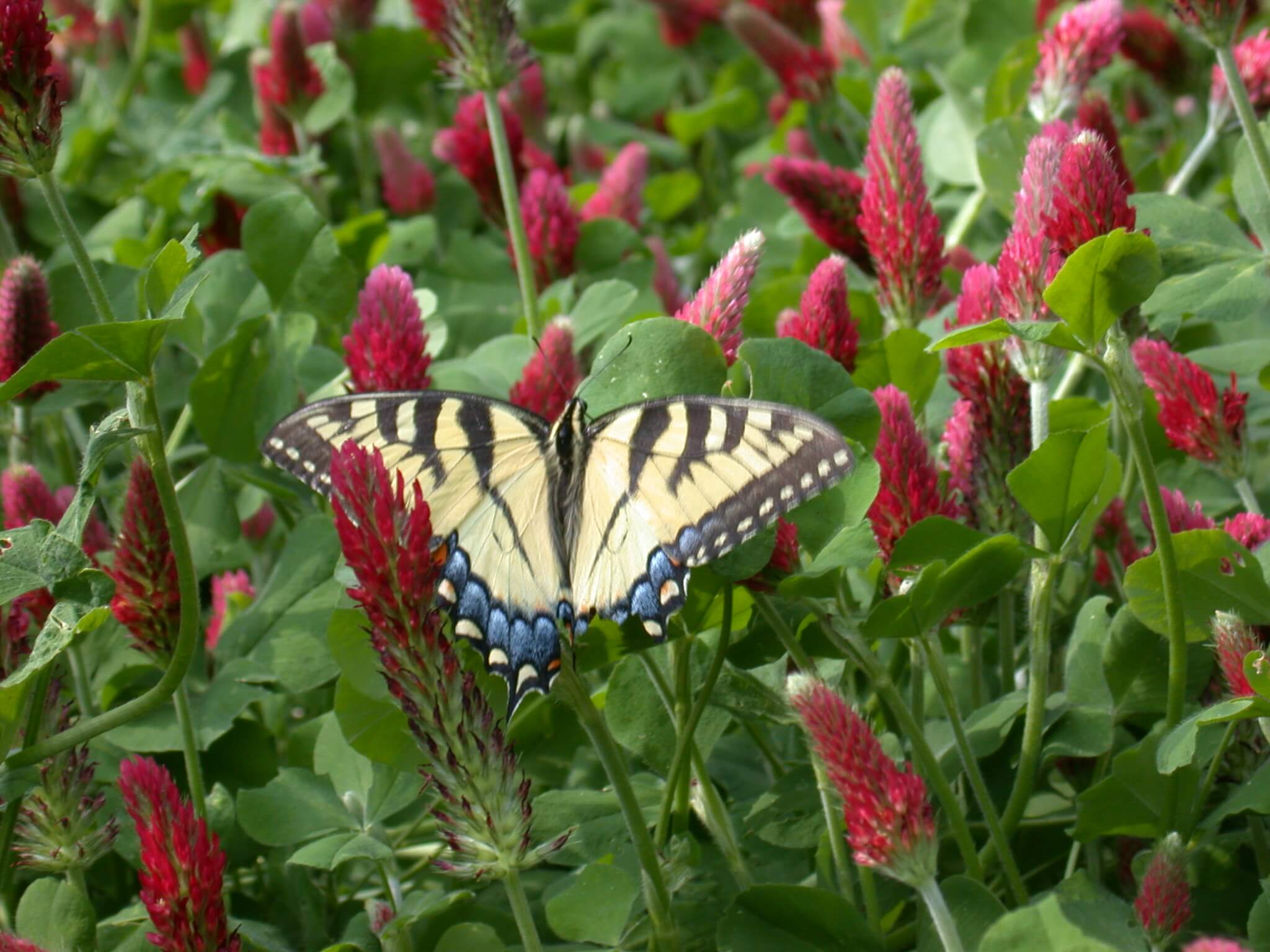 Butterfly on Crimson Clover