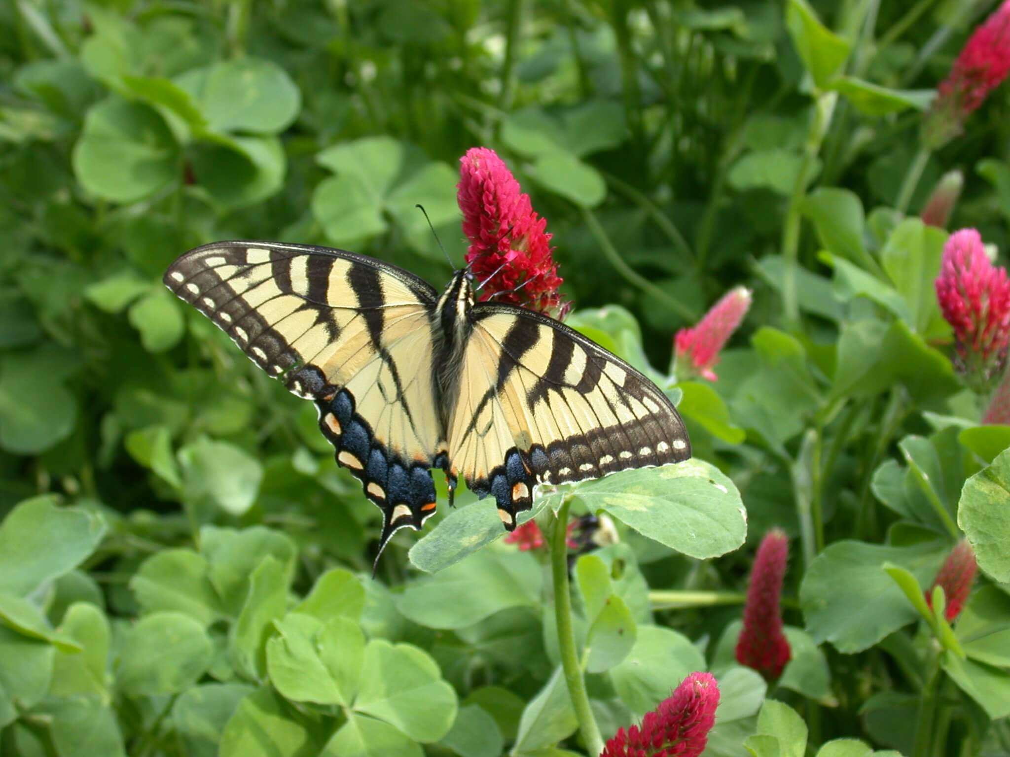 Butterfly on Crimson Clover