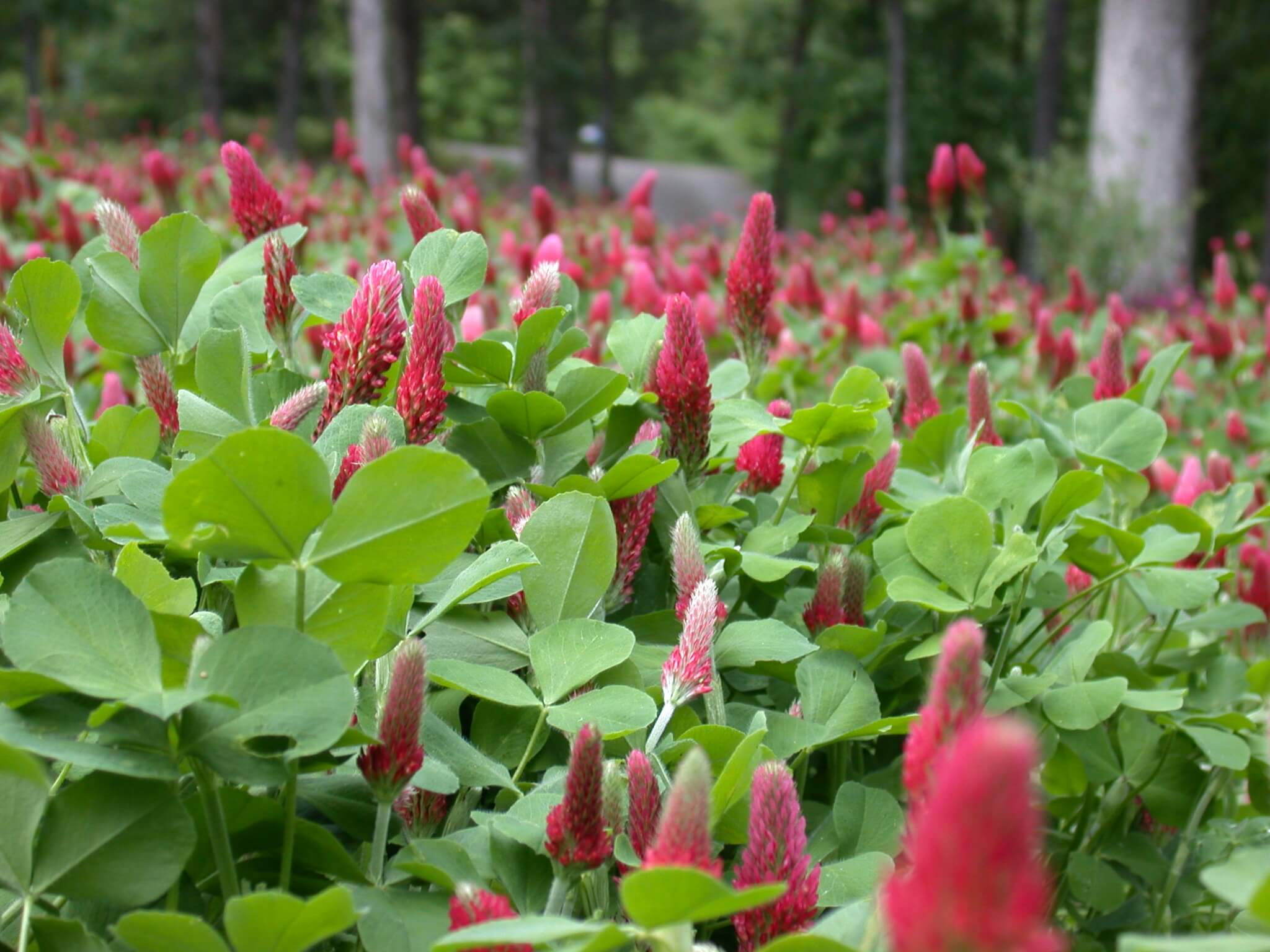 Crimson Clover