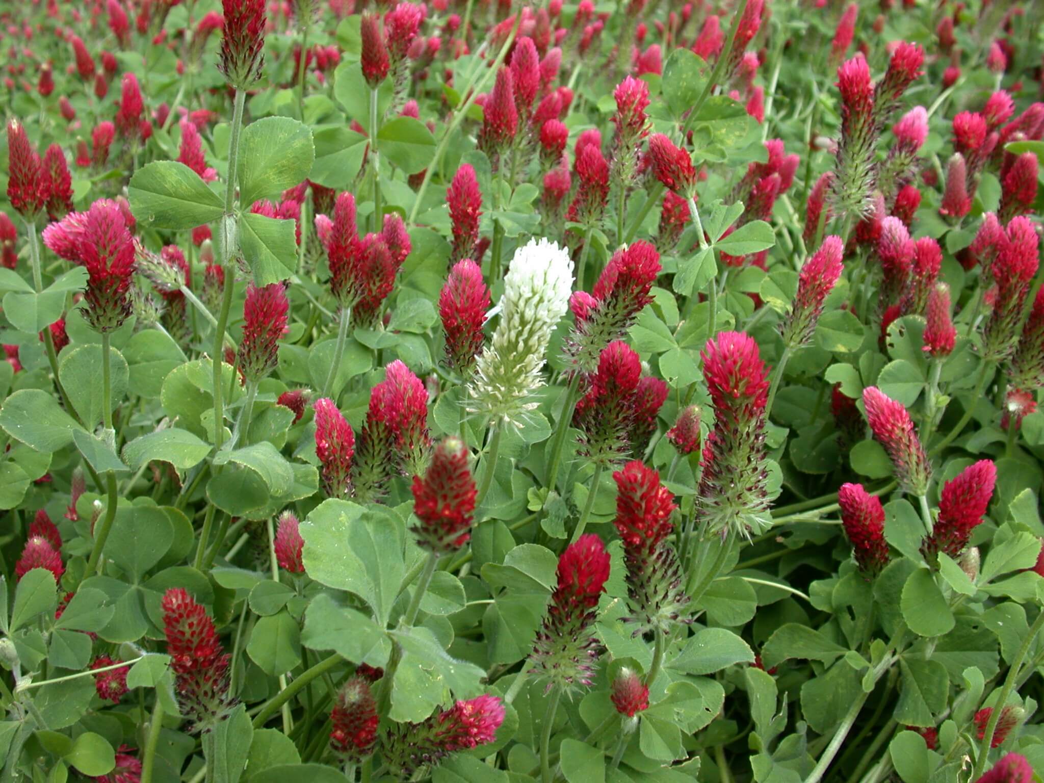 Crimson Clover