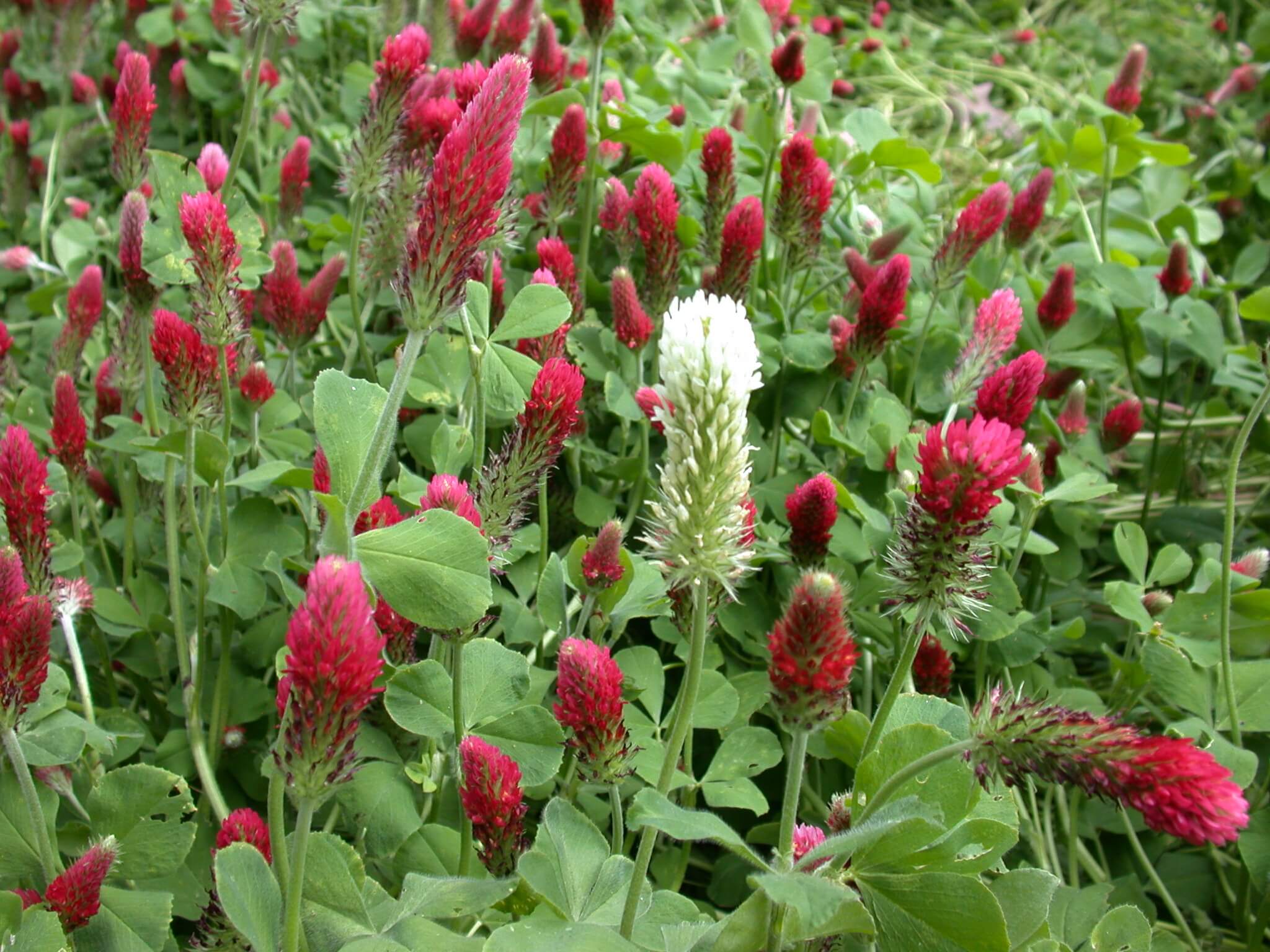 Crimson Clover