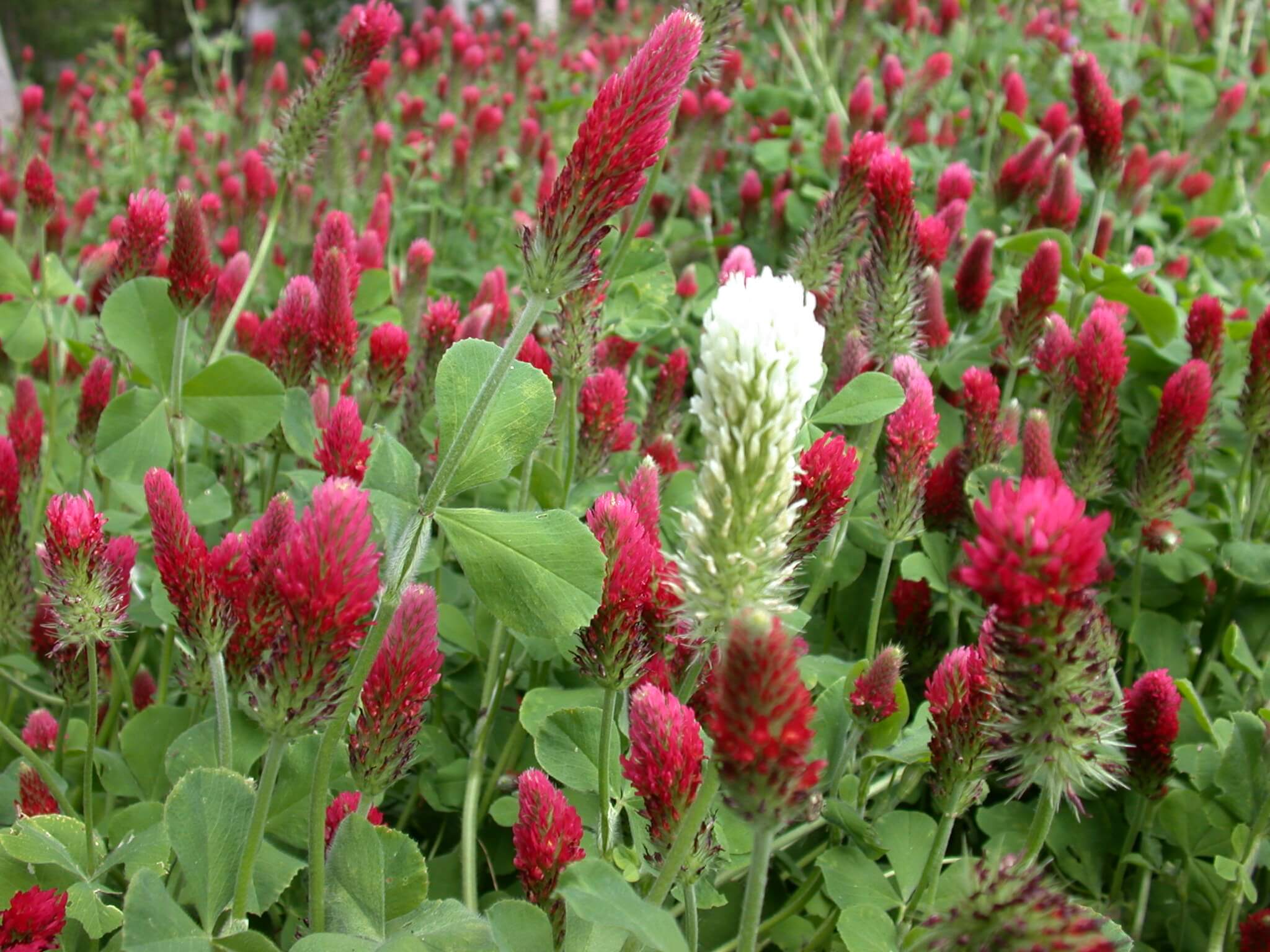 Crimson Clover