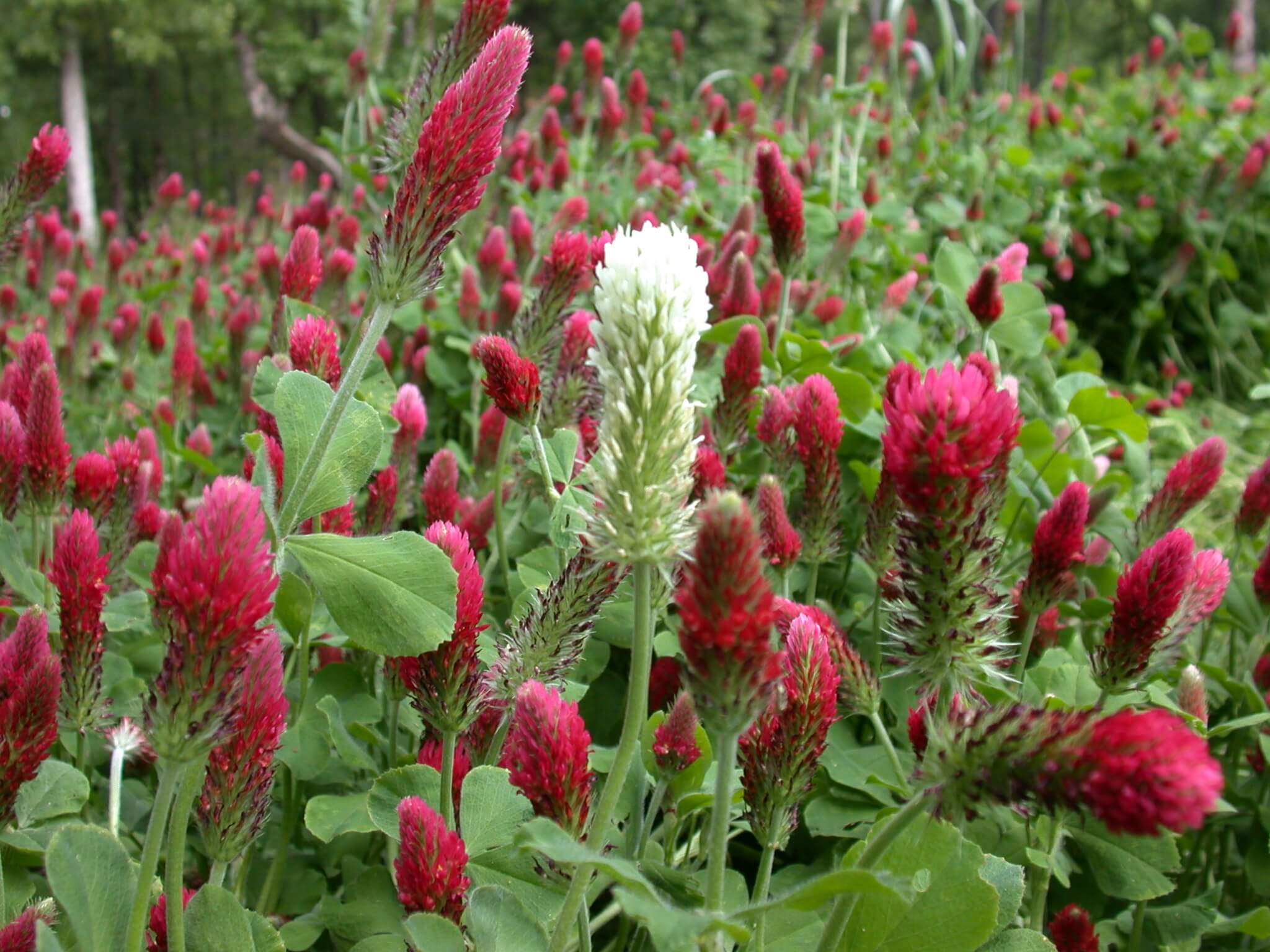 Crimson Clover