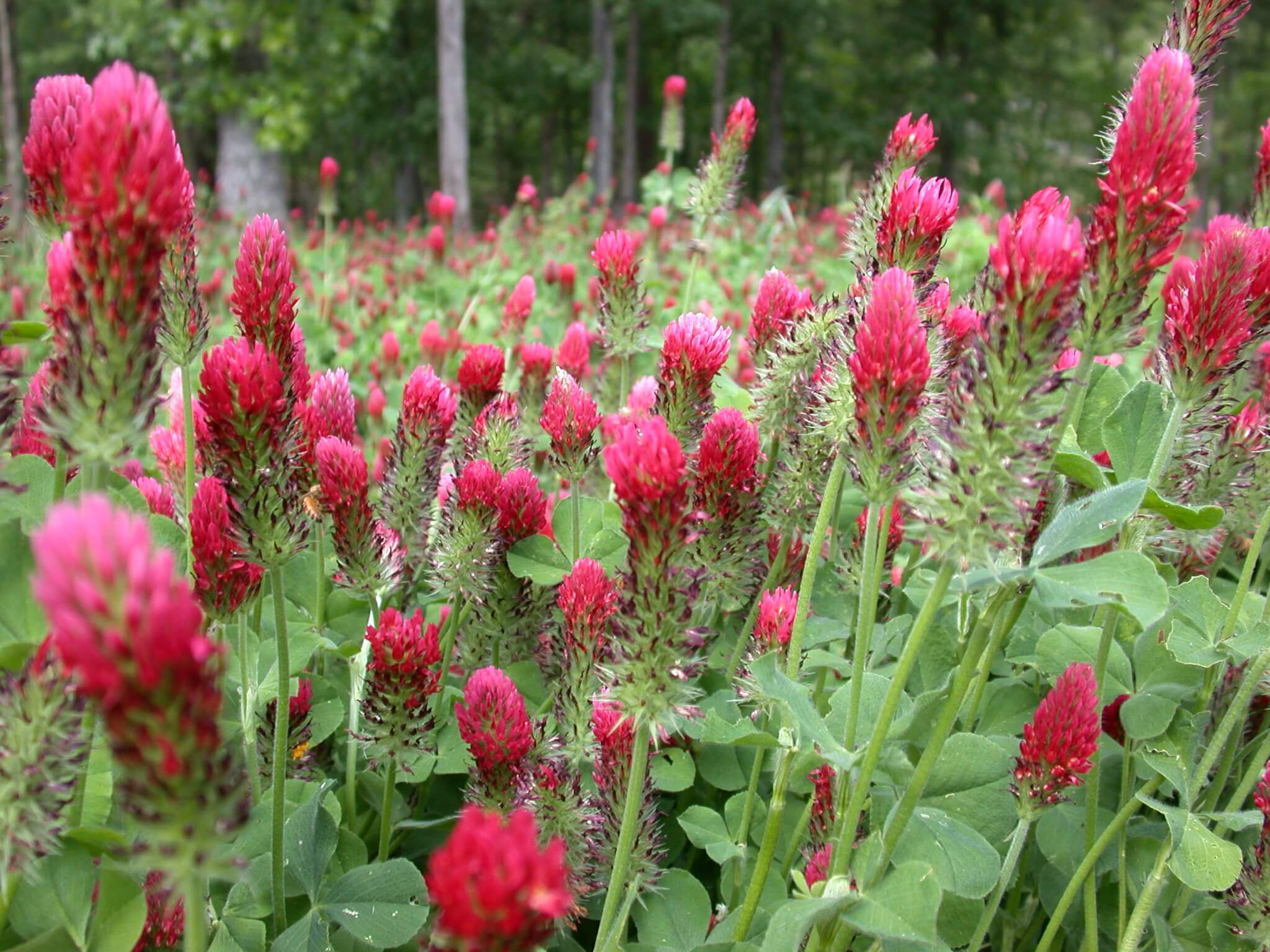 Crimson Clover