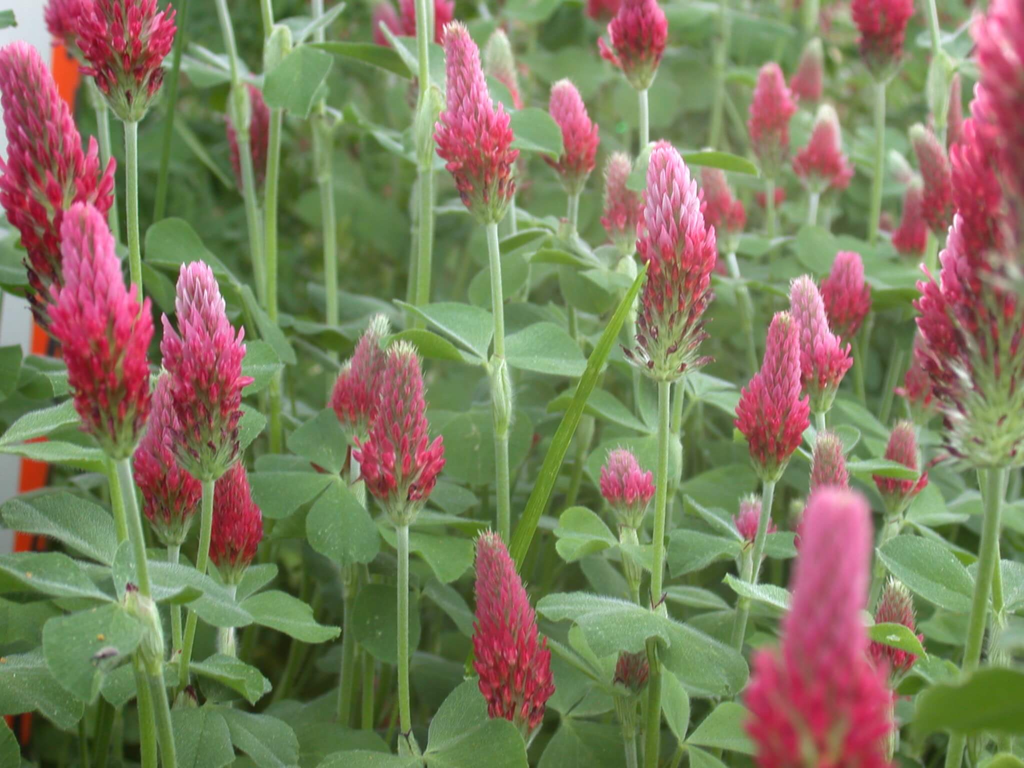 Crimson Clover