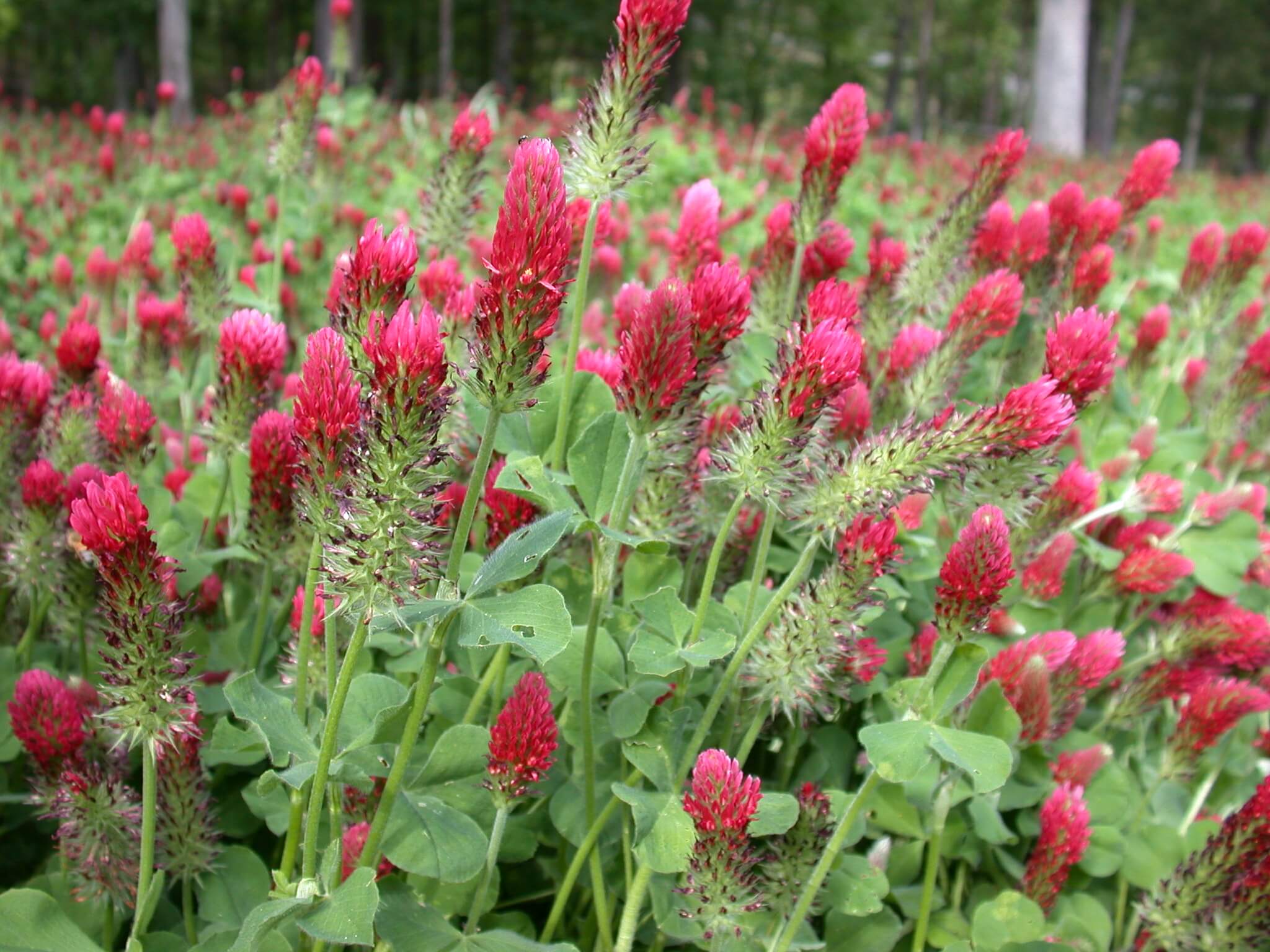 Crimson Clover