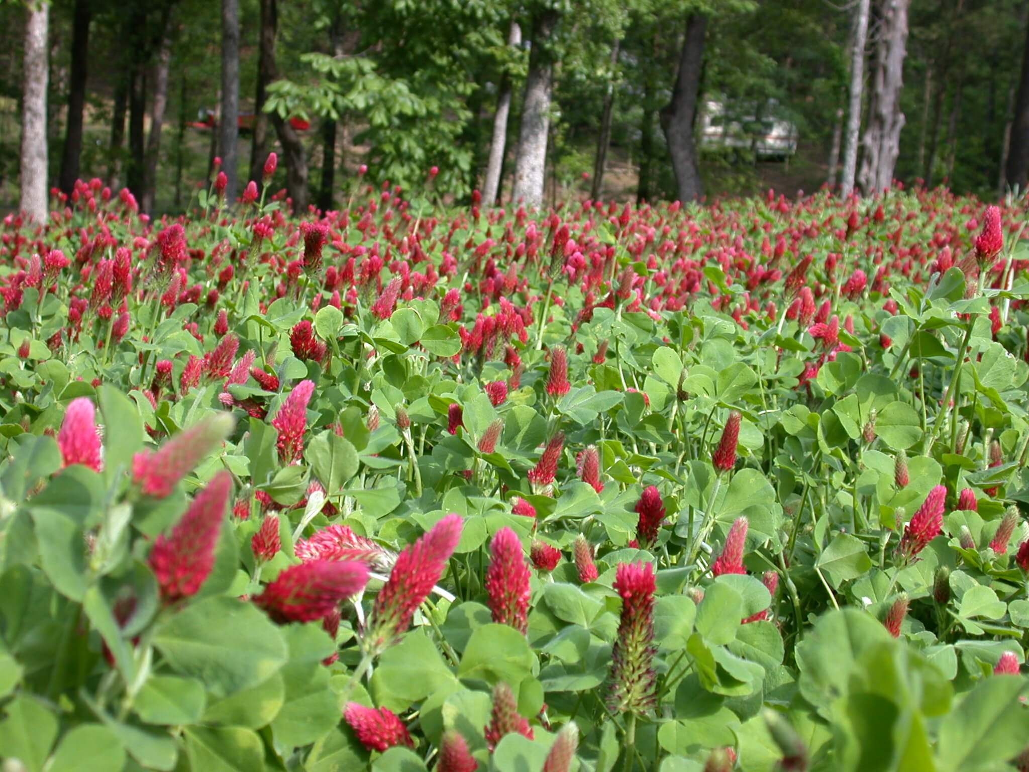 Crimson Clover