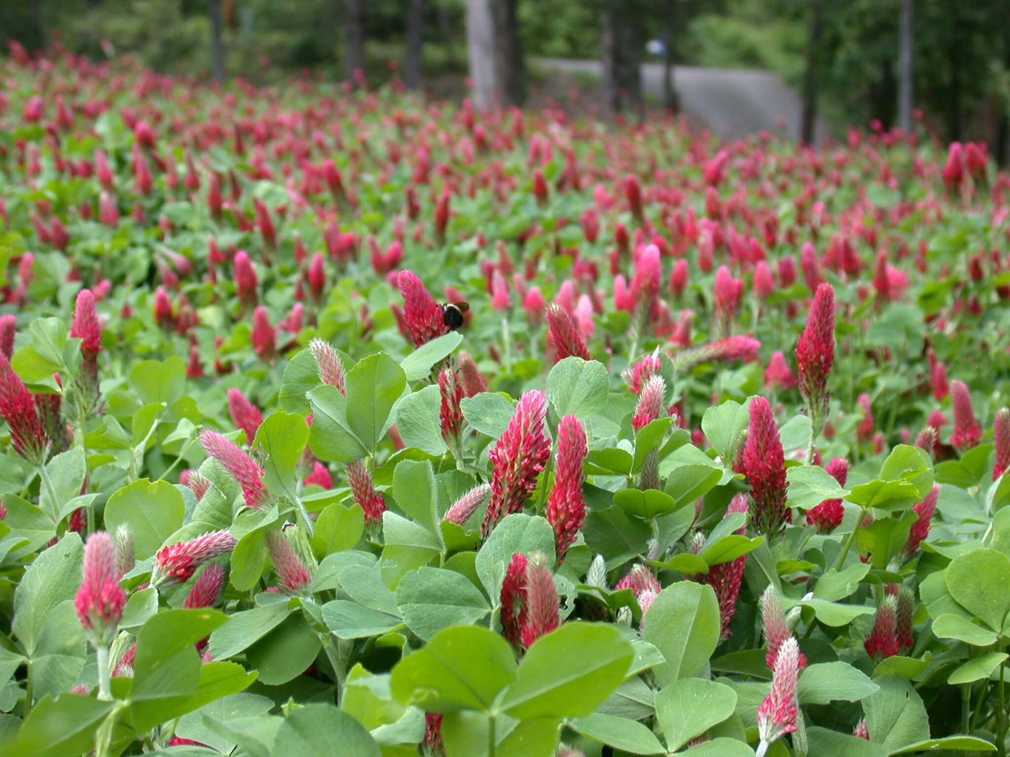 Crimson Clover