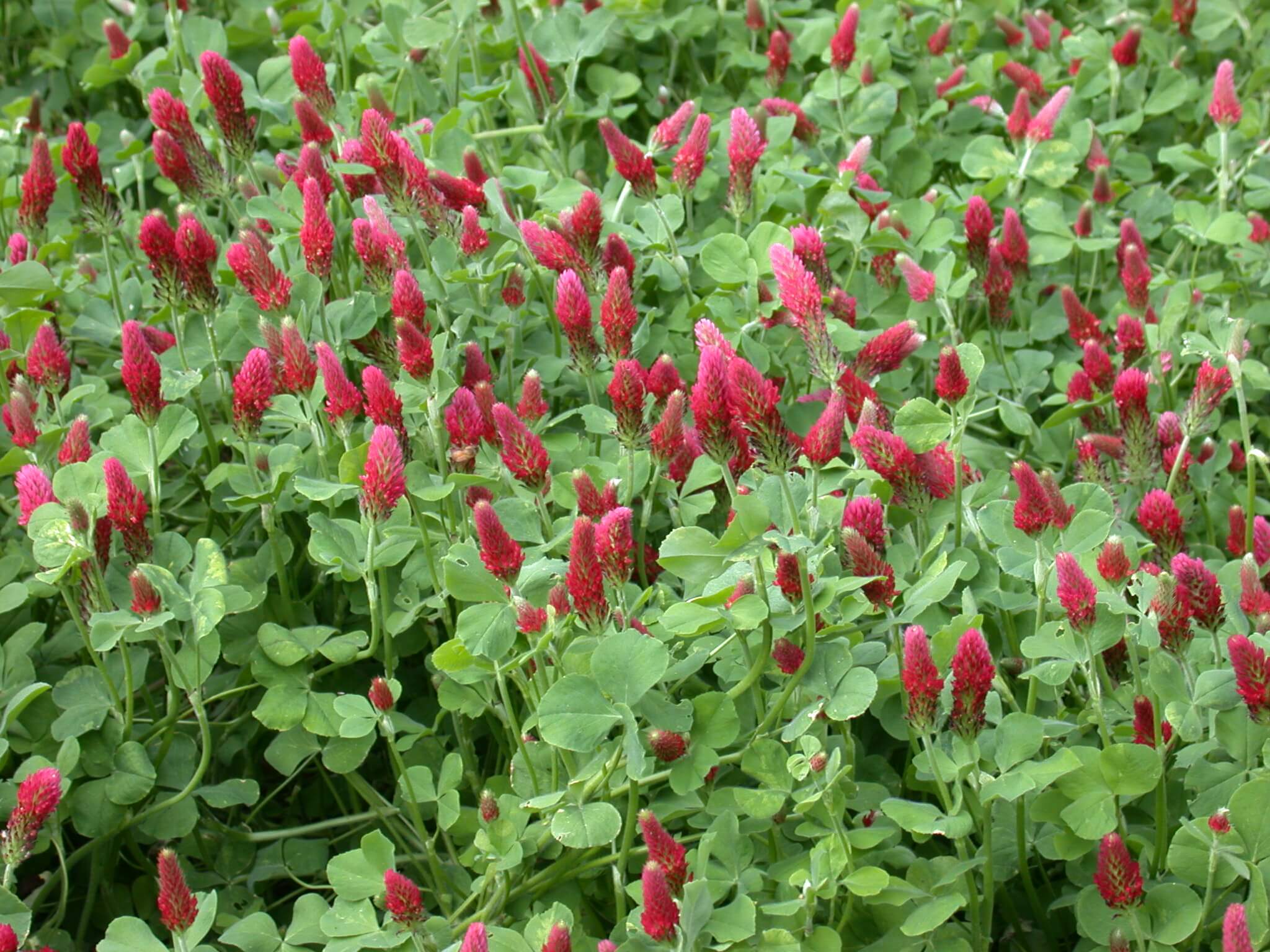 Crimson Clover