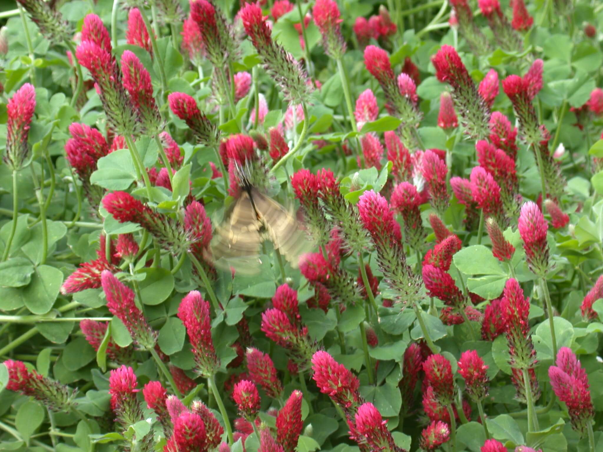 Crimson Clover