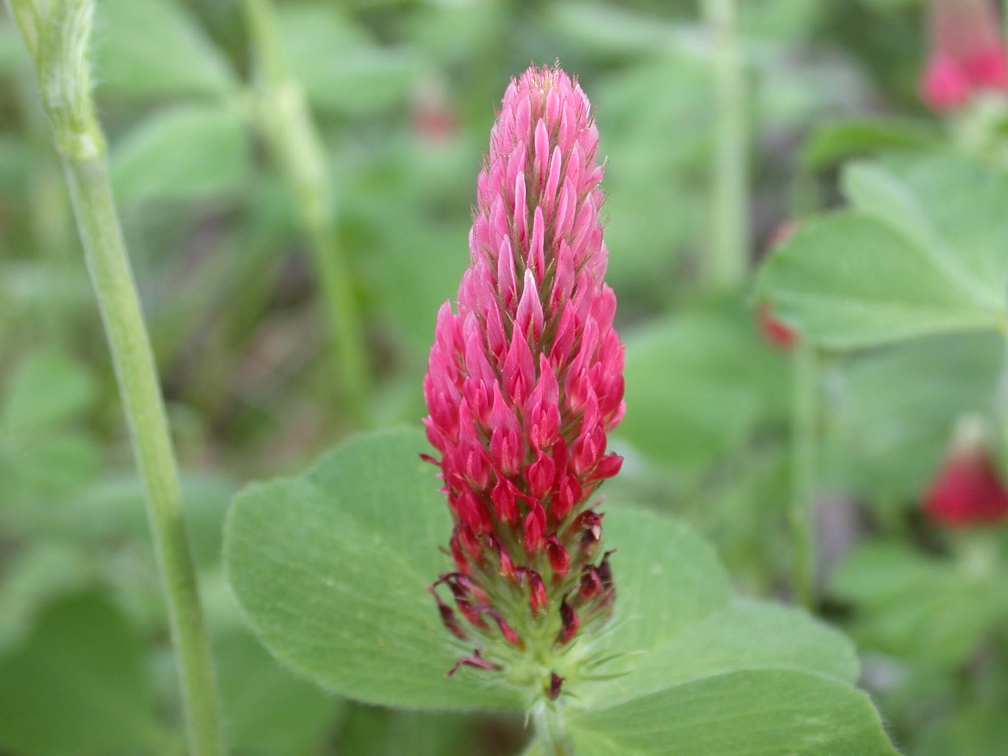 Crimson Clover Bloom