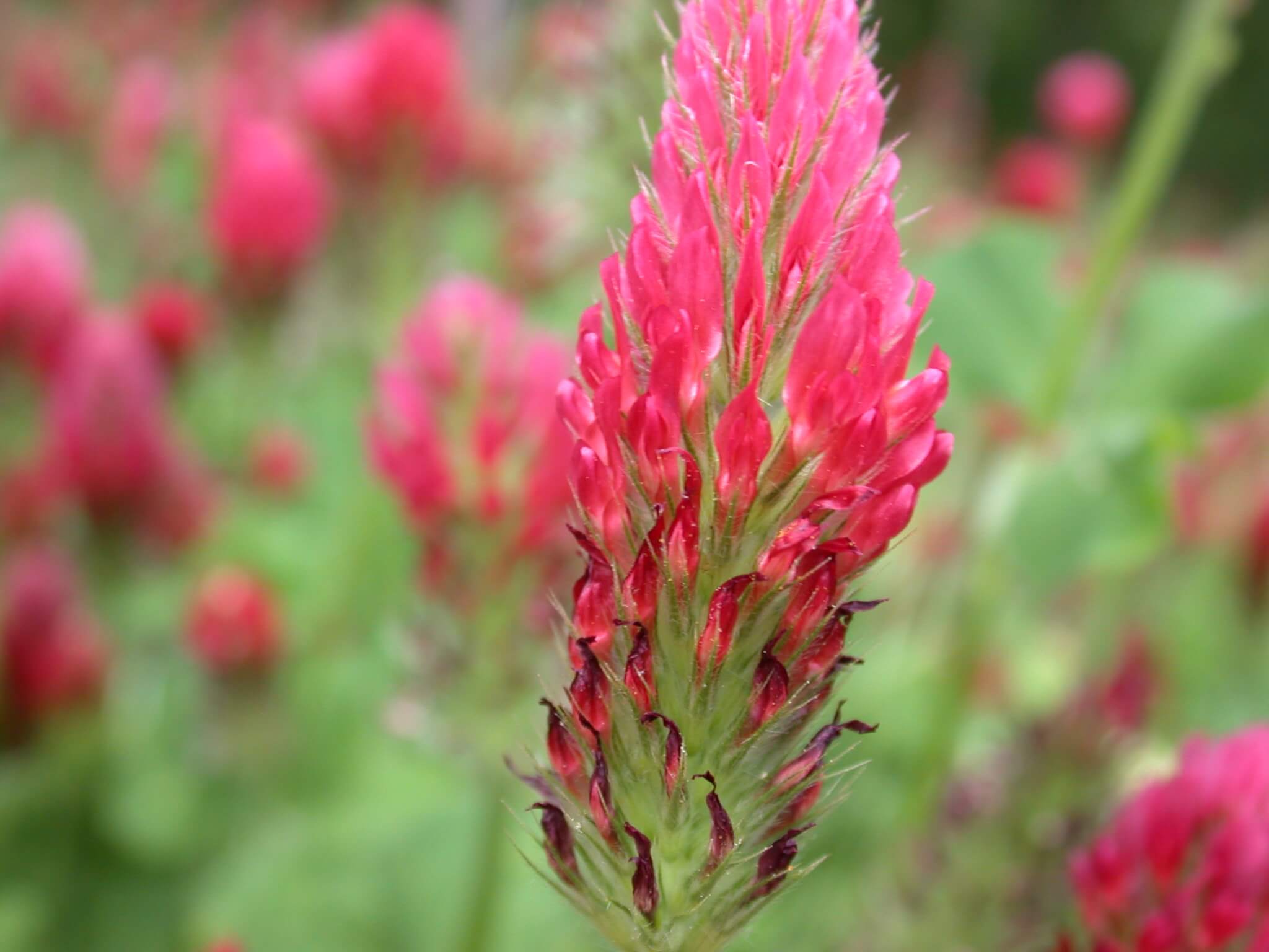 Crimson Clover Bloom