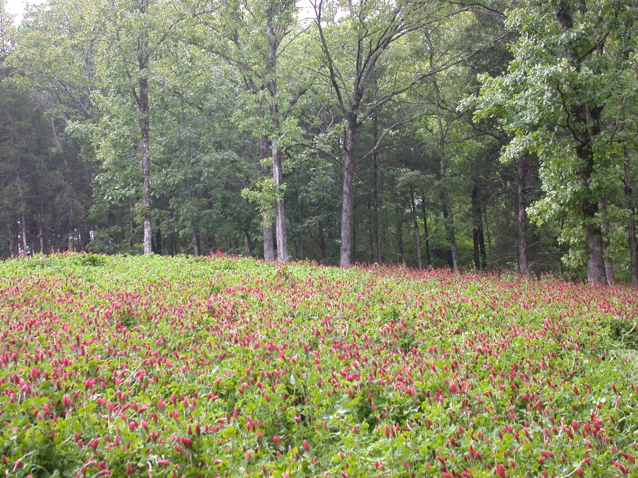 Crimson Clover Field