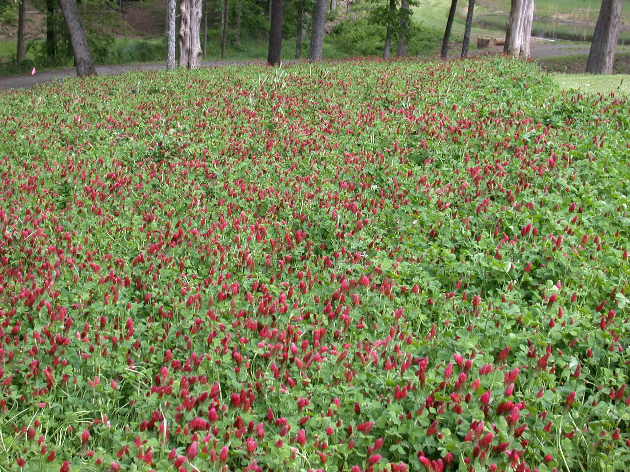 Crimson Clover Field