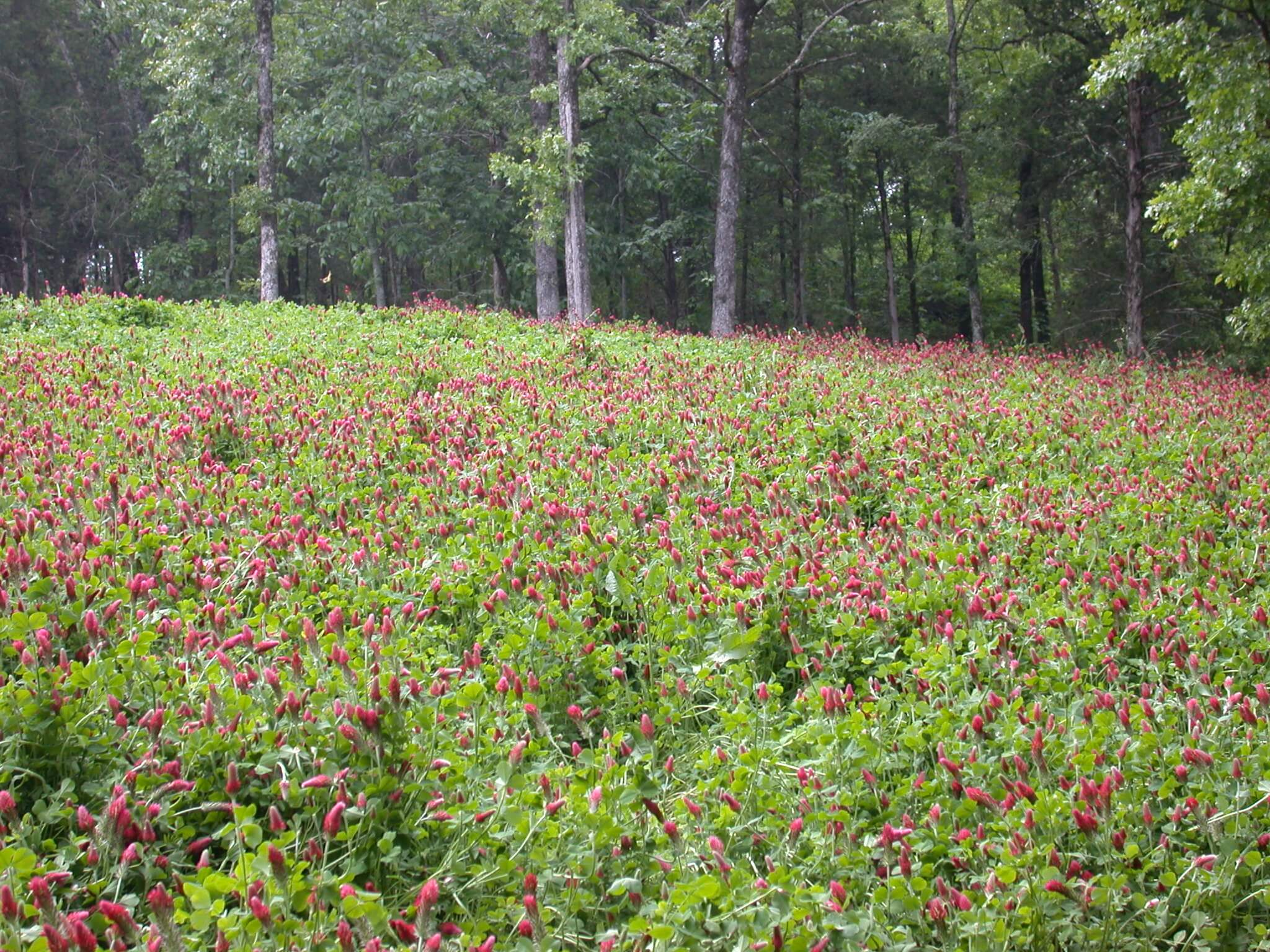 Crimson Clover Field