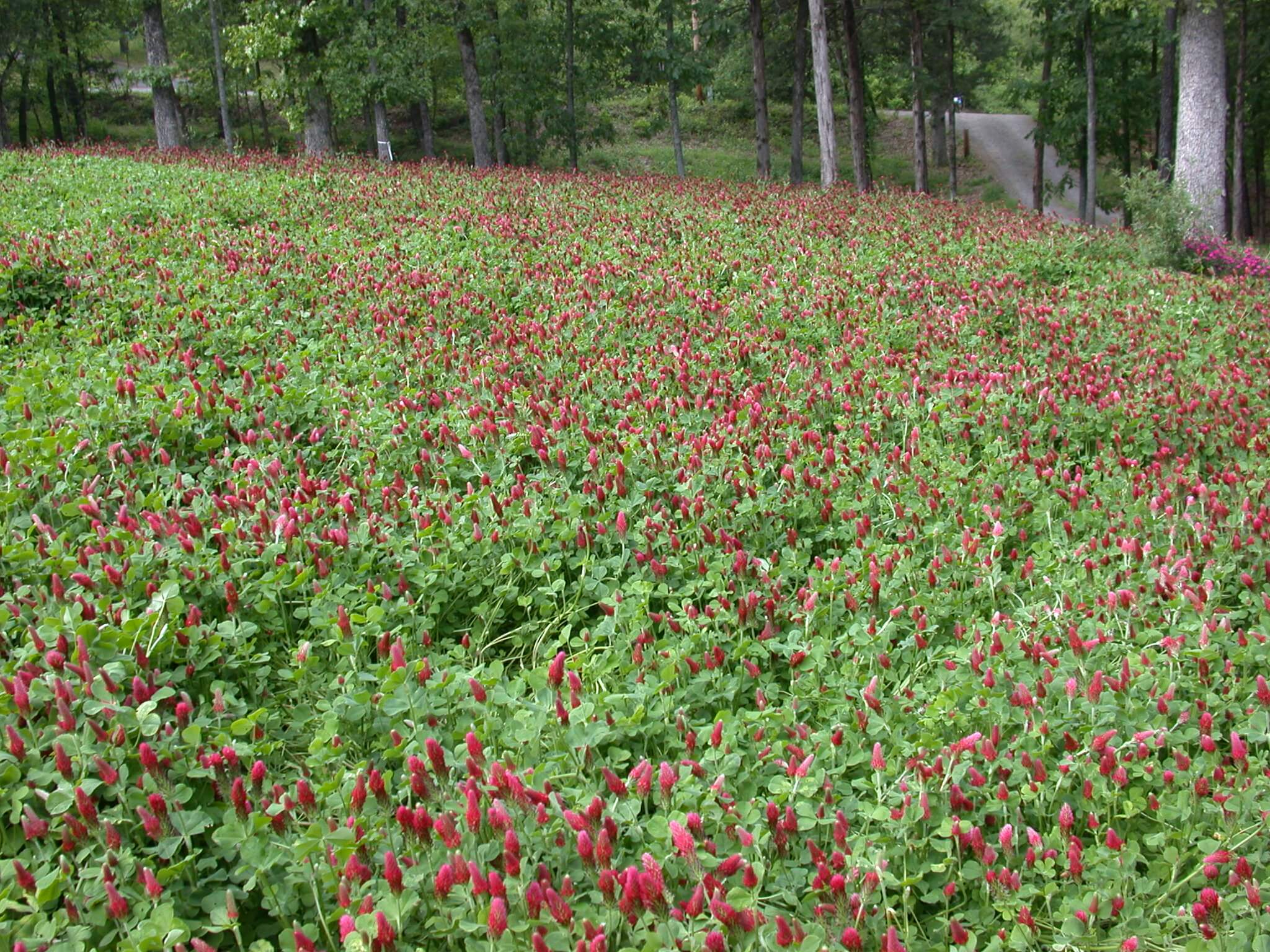 Crimson Clover Field
