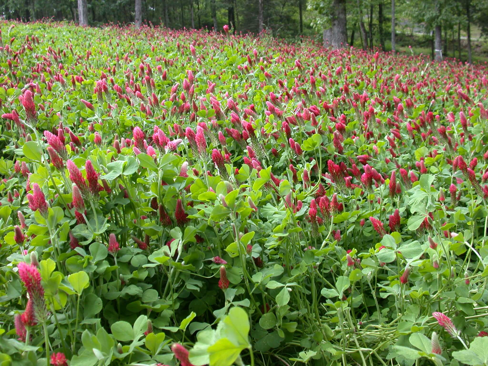 Crimson Clover Field