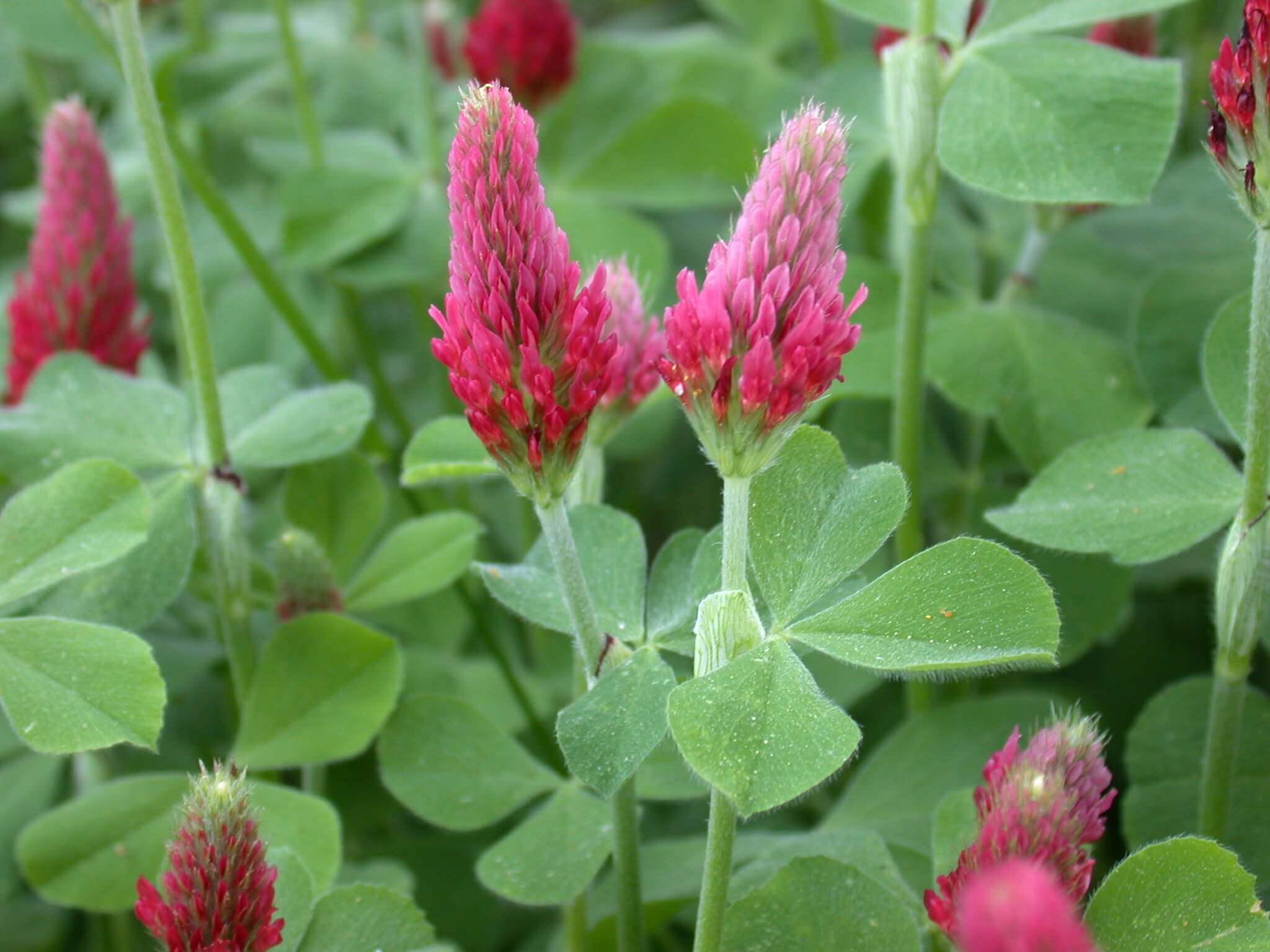 Crimson Clover Flowers