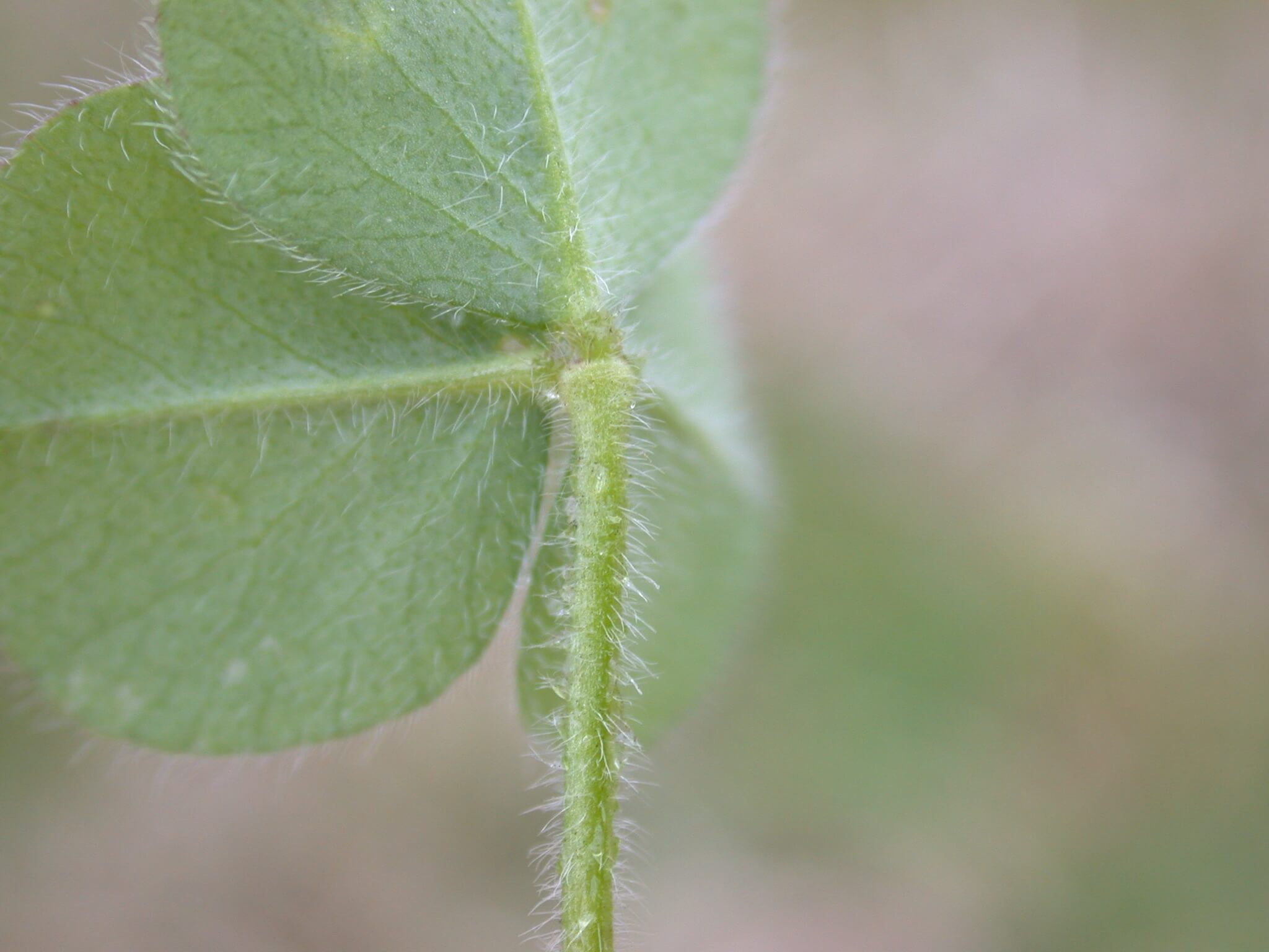 Crimson Clover Leaf