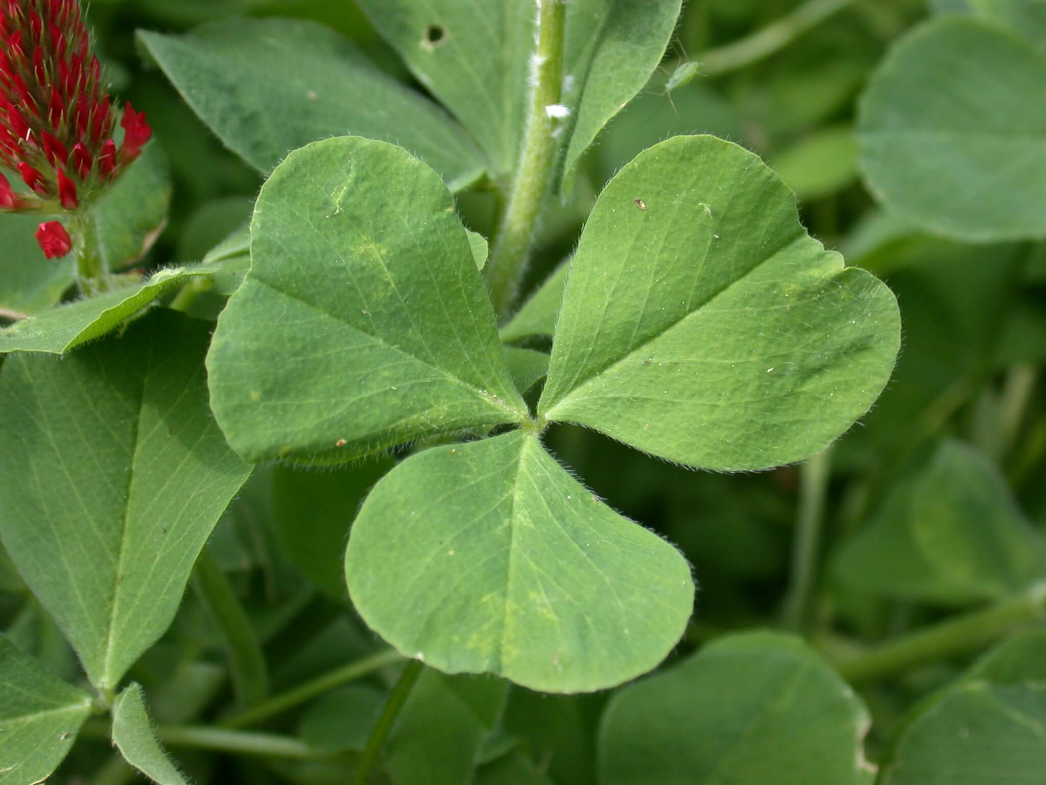 Crimson Clover Leaflet