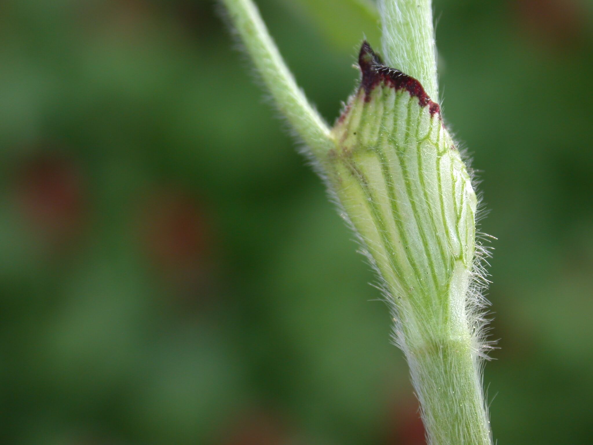 Crimson Clover Stem