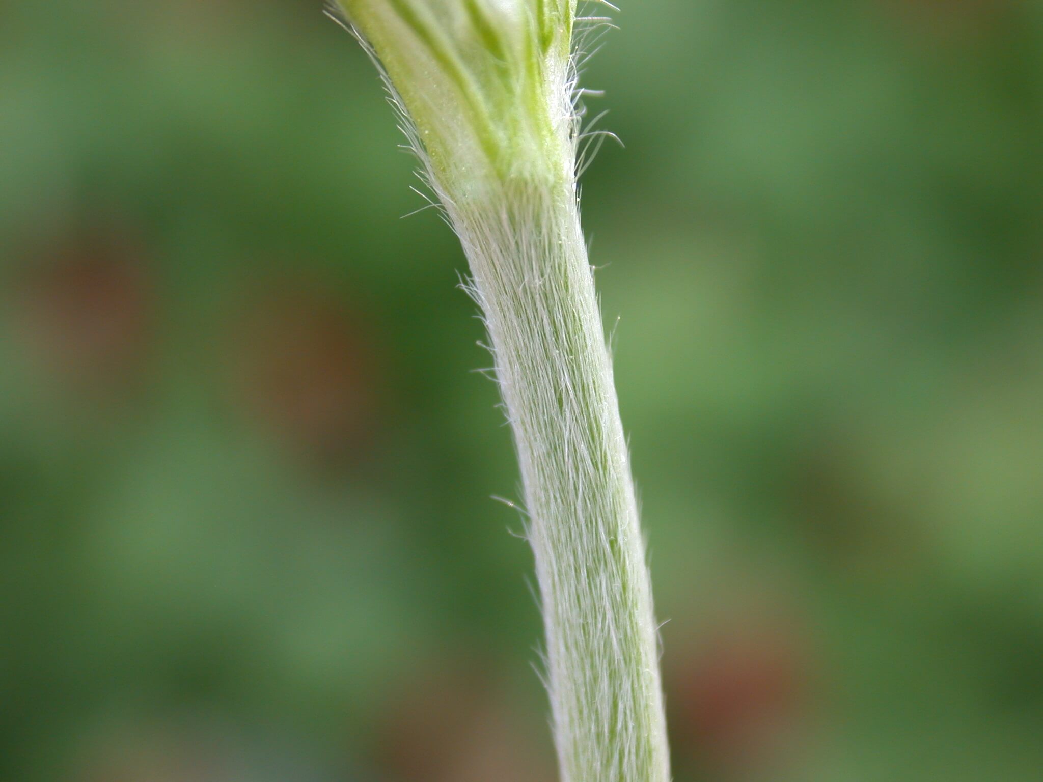 Crimson Clover Stem