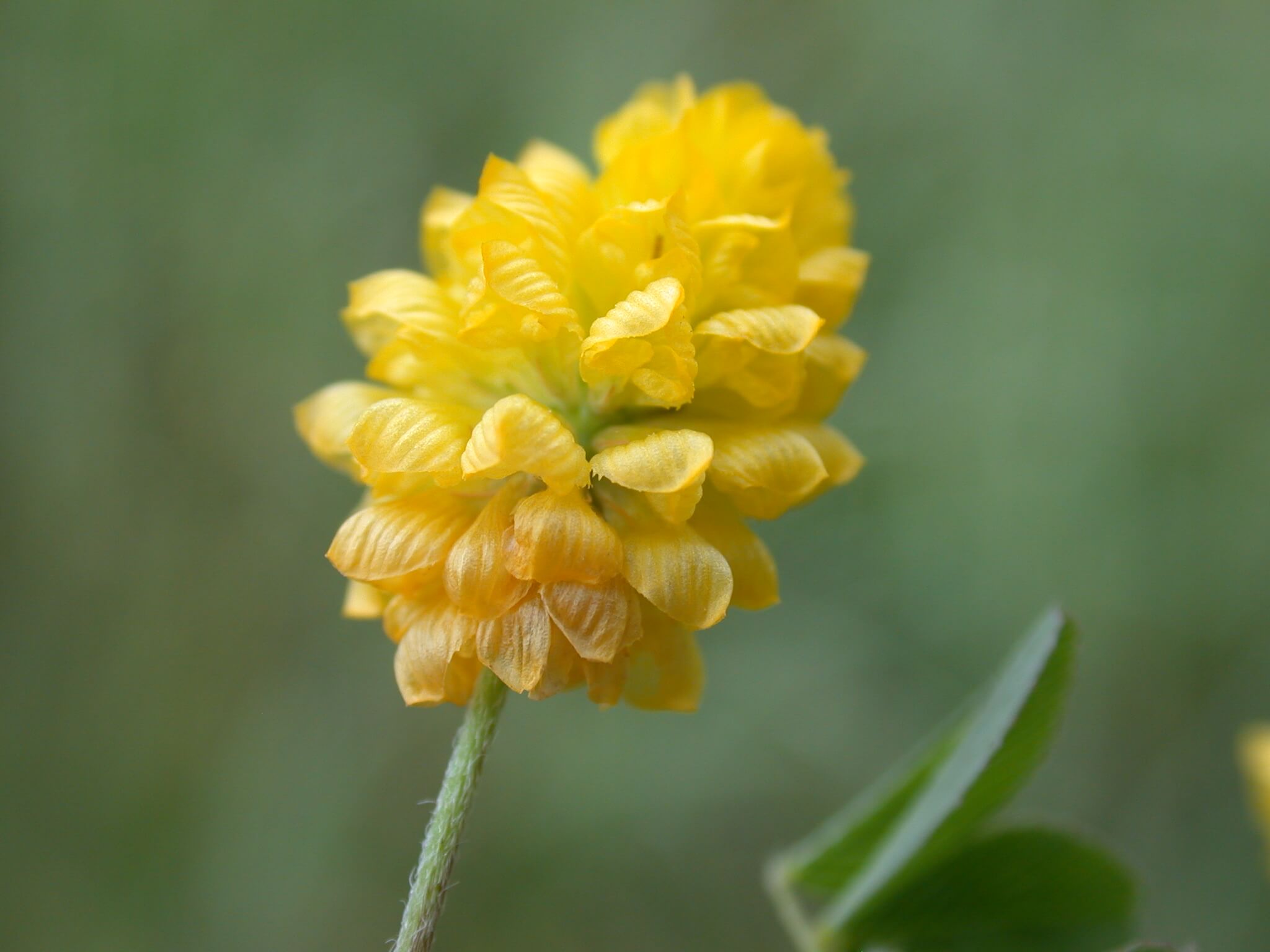 Hop Clover Bloom