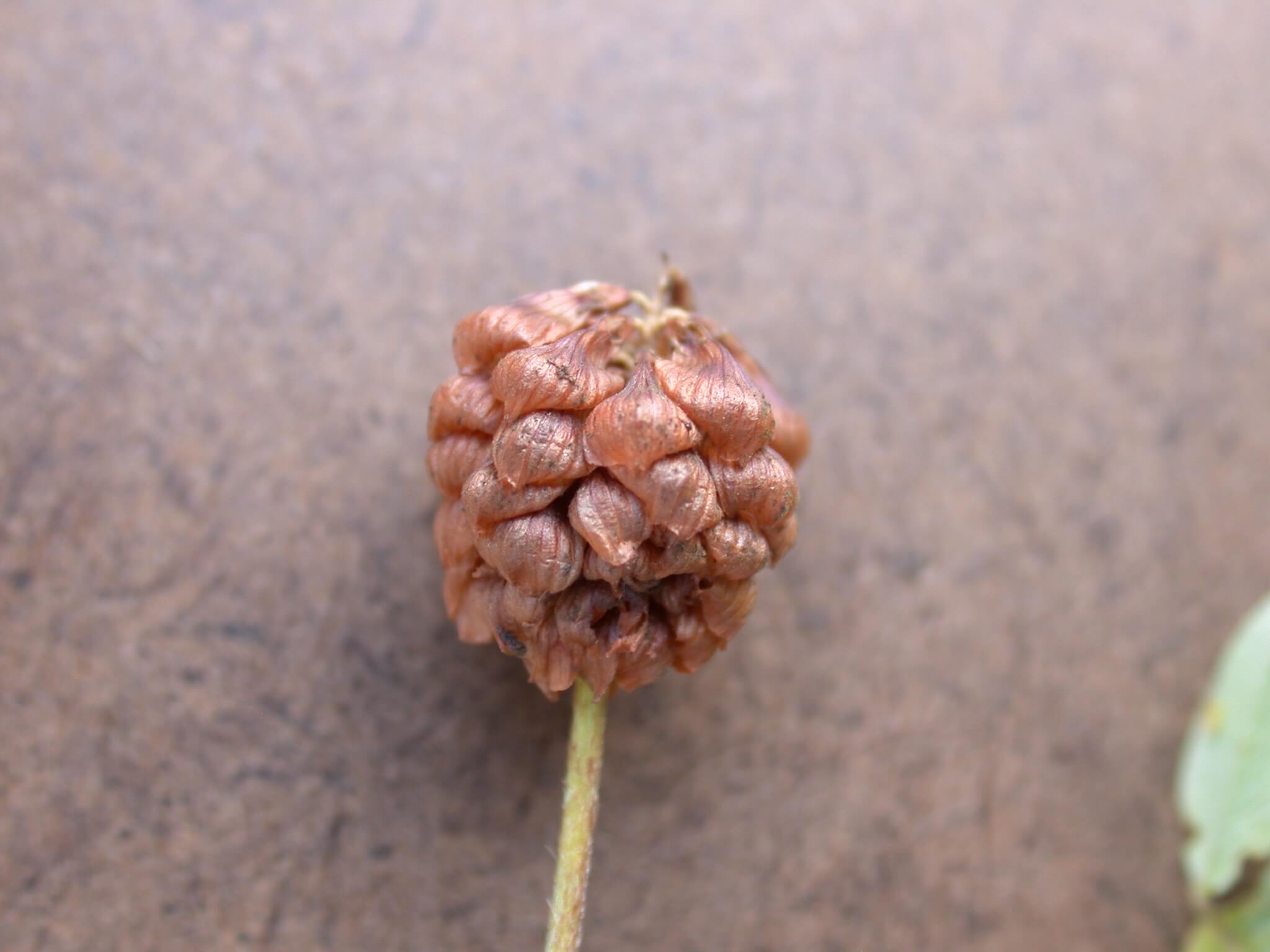 Hop Clover Mature Bloom