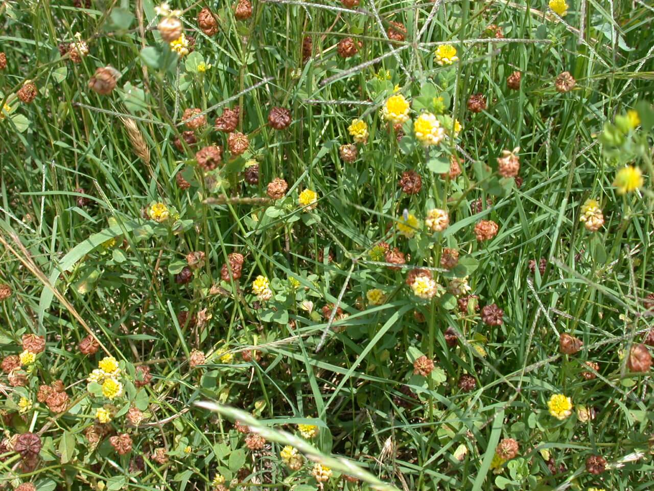 Hop Clover Mature Bloom