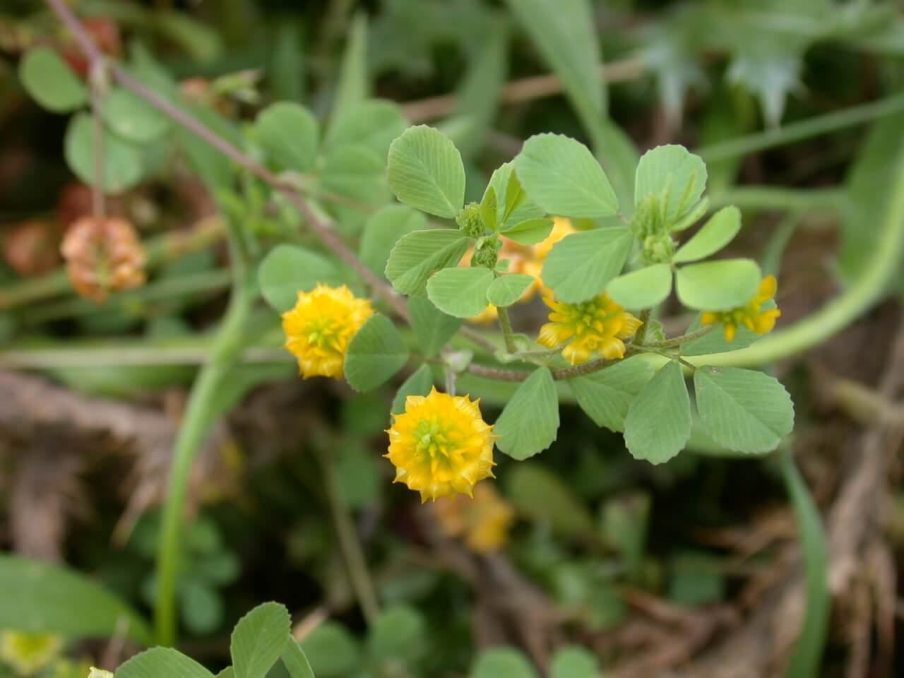 Hop Clover Plant