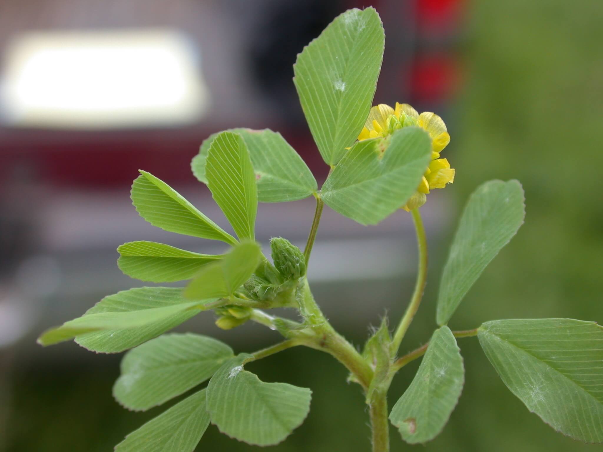 Hop Clover Trifoliate