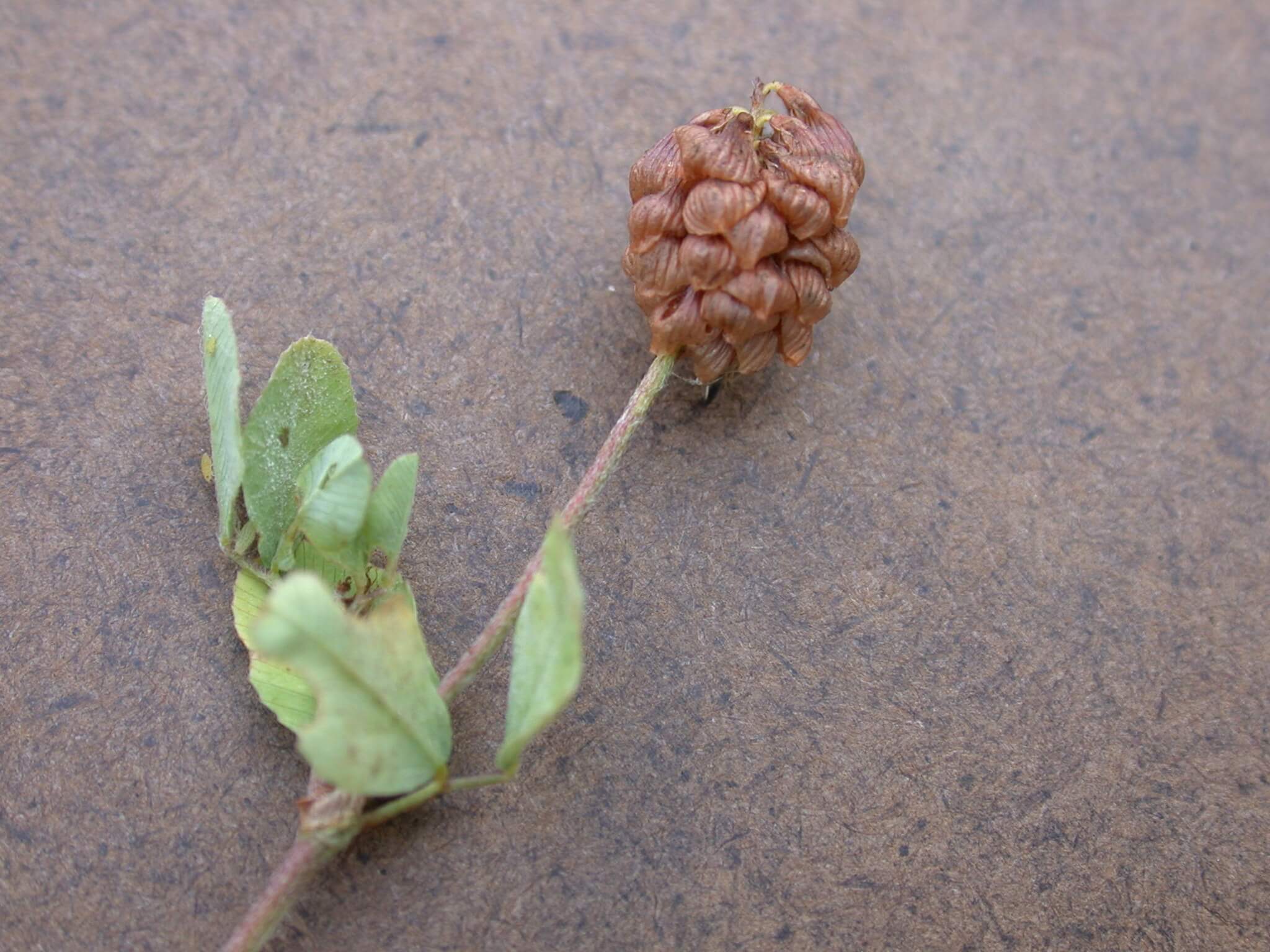 Hop Clover Mature Bloom