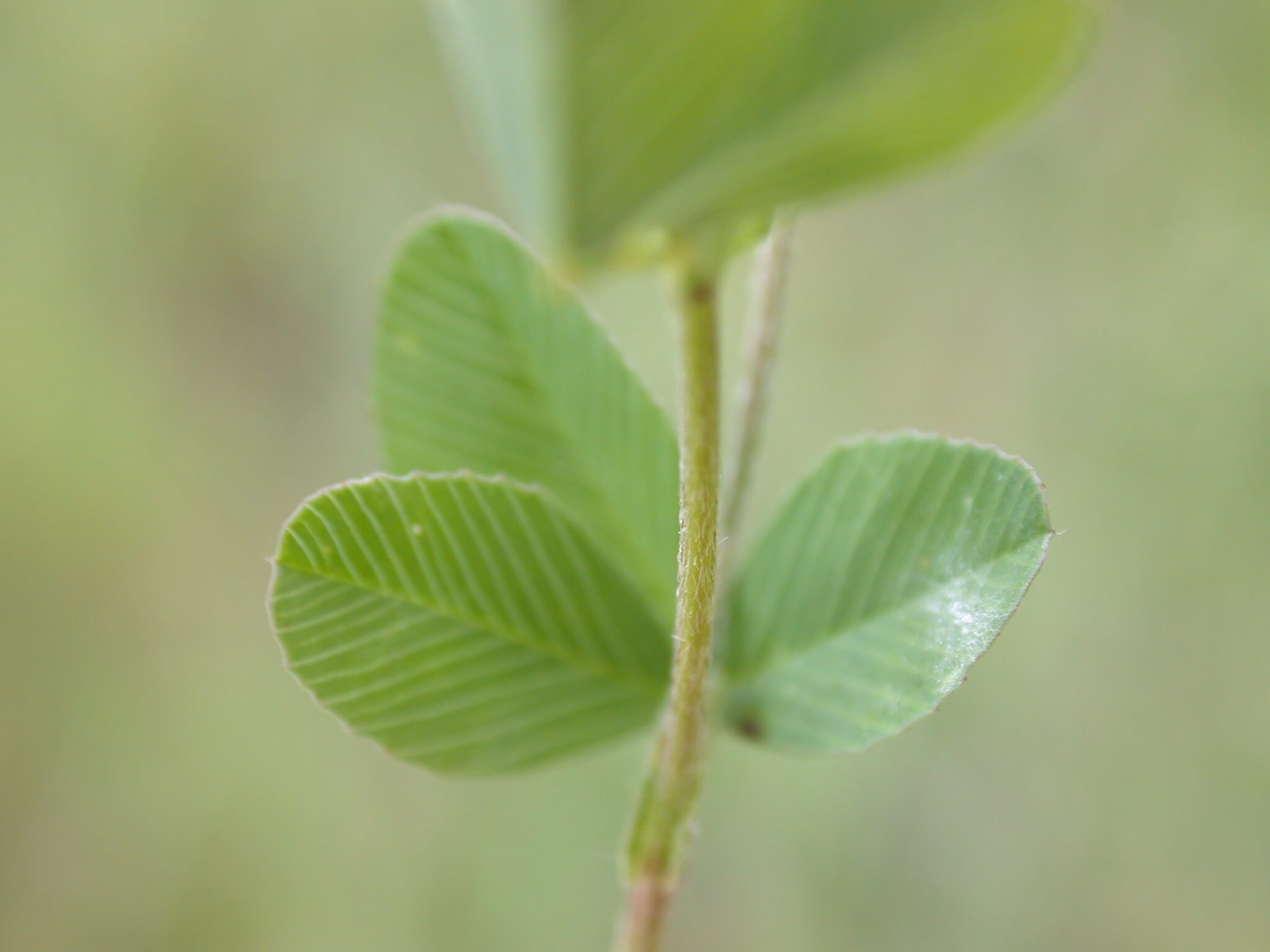 Hop Clover Stem and Leaf