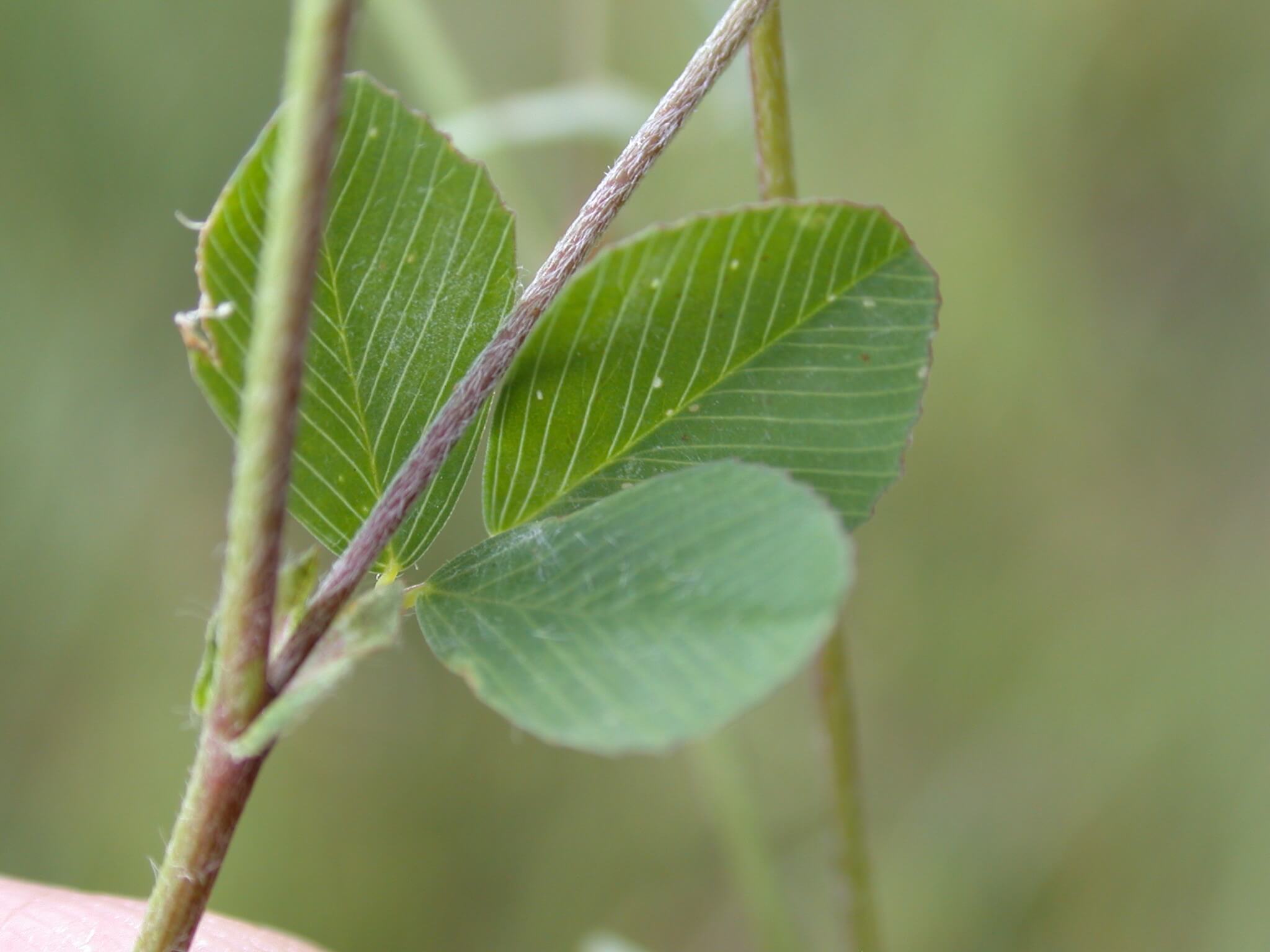 Hop Clover Stem and Leaf