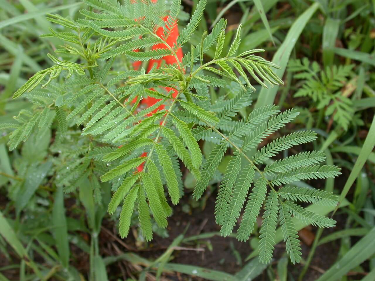 Illinois Bundleflower