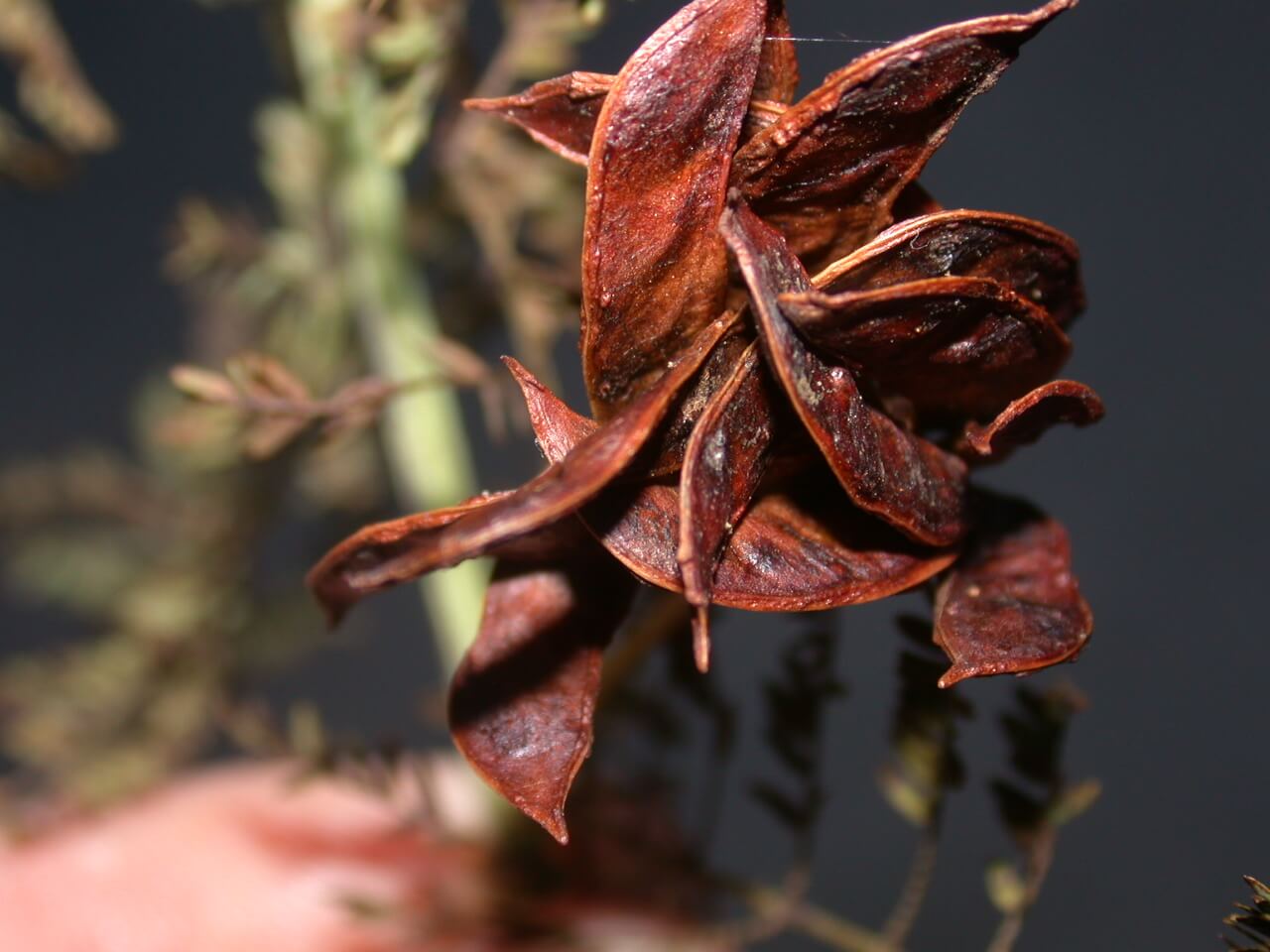 Illinois Bundleflower Seedpod Illinois Bundleflower Seedpod