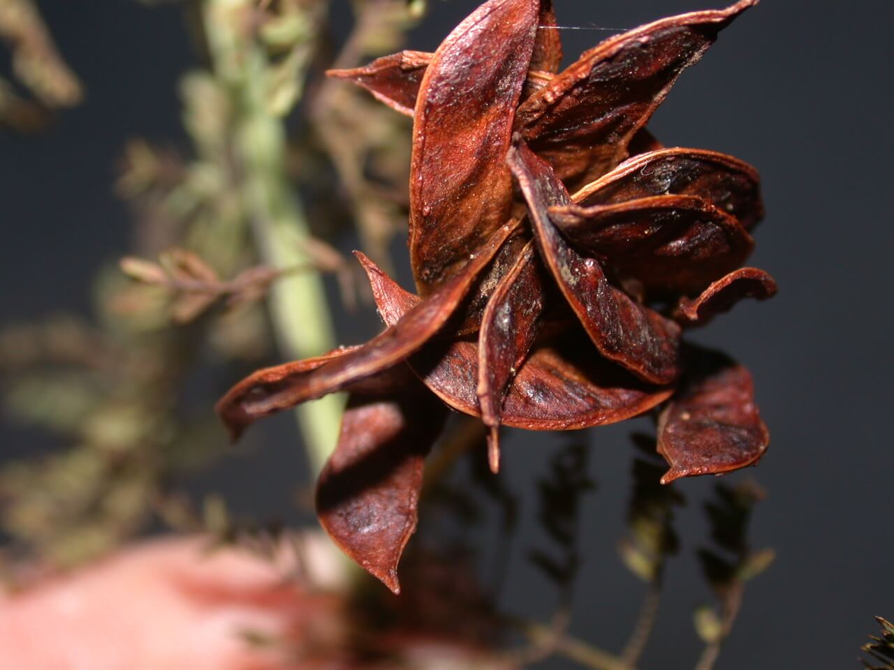 Illinois Bundleflower Seedpod