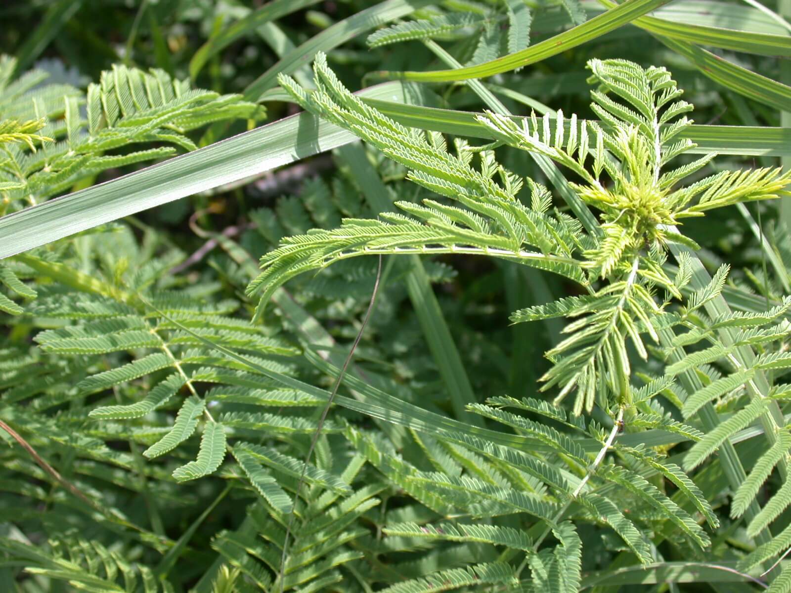 Illinois Bundleflower Plants