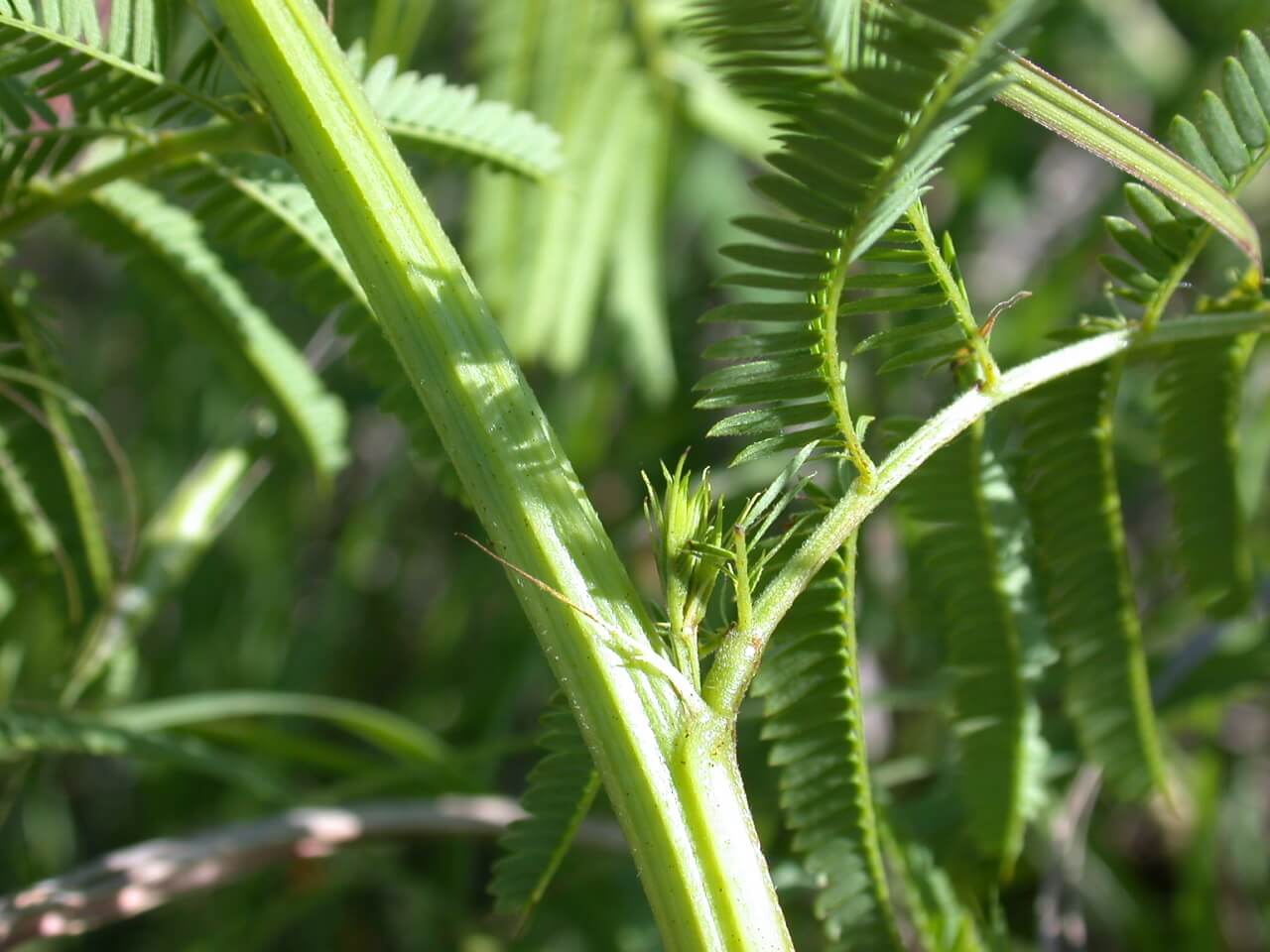 Illinois Bundleflower Stem