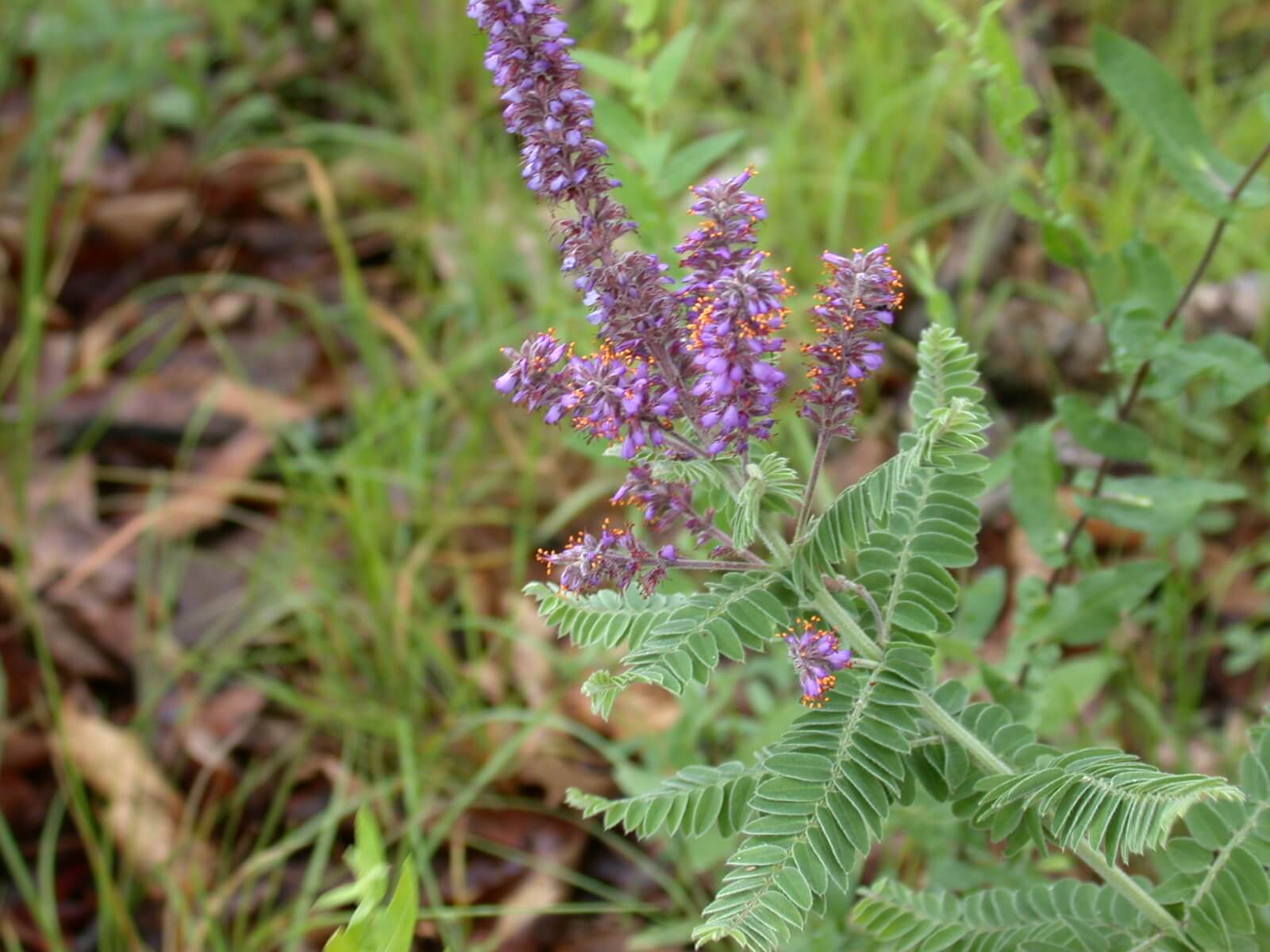 Lead Plant