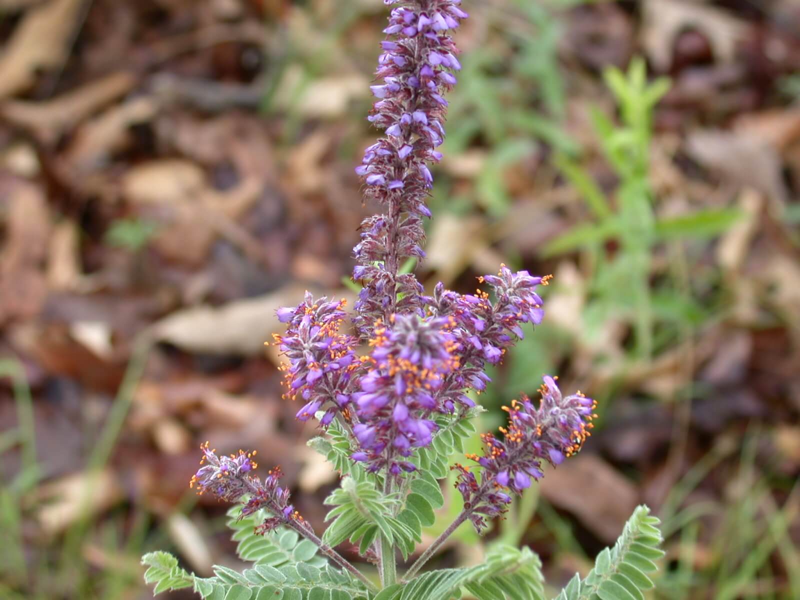 Lead Plant Bloom