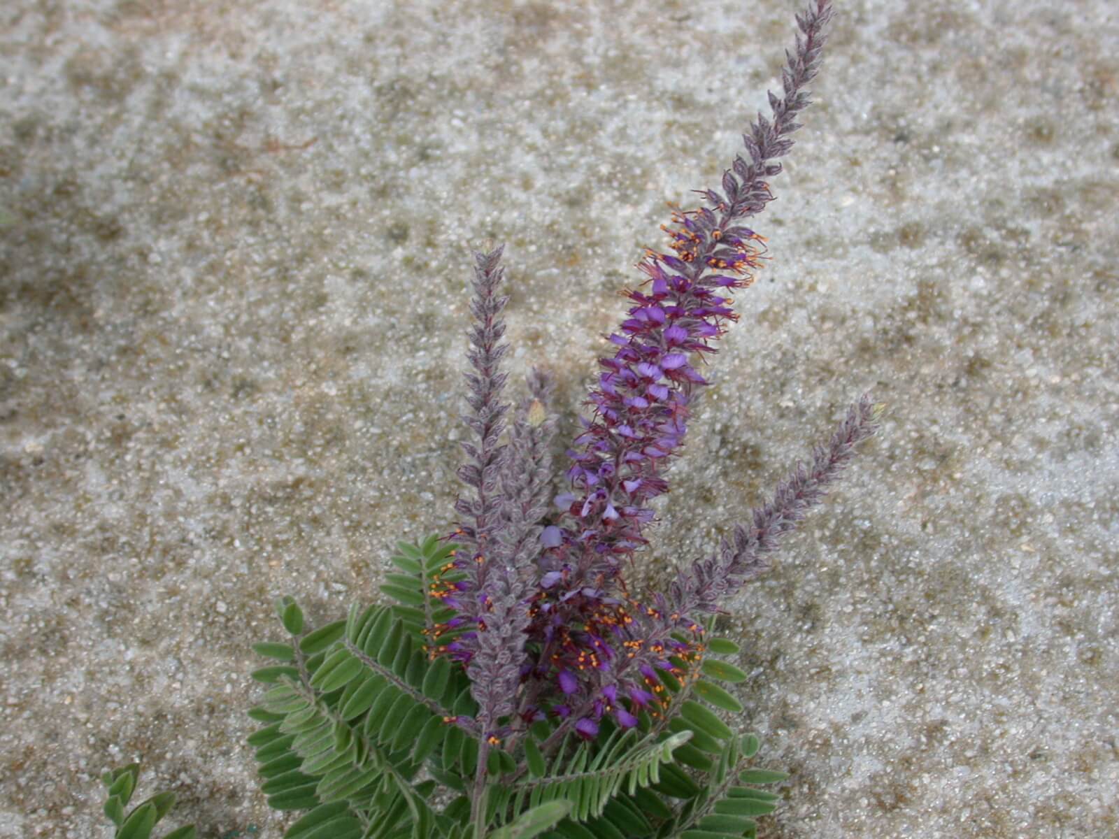 Lead Plant Bloom