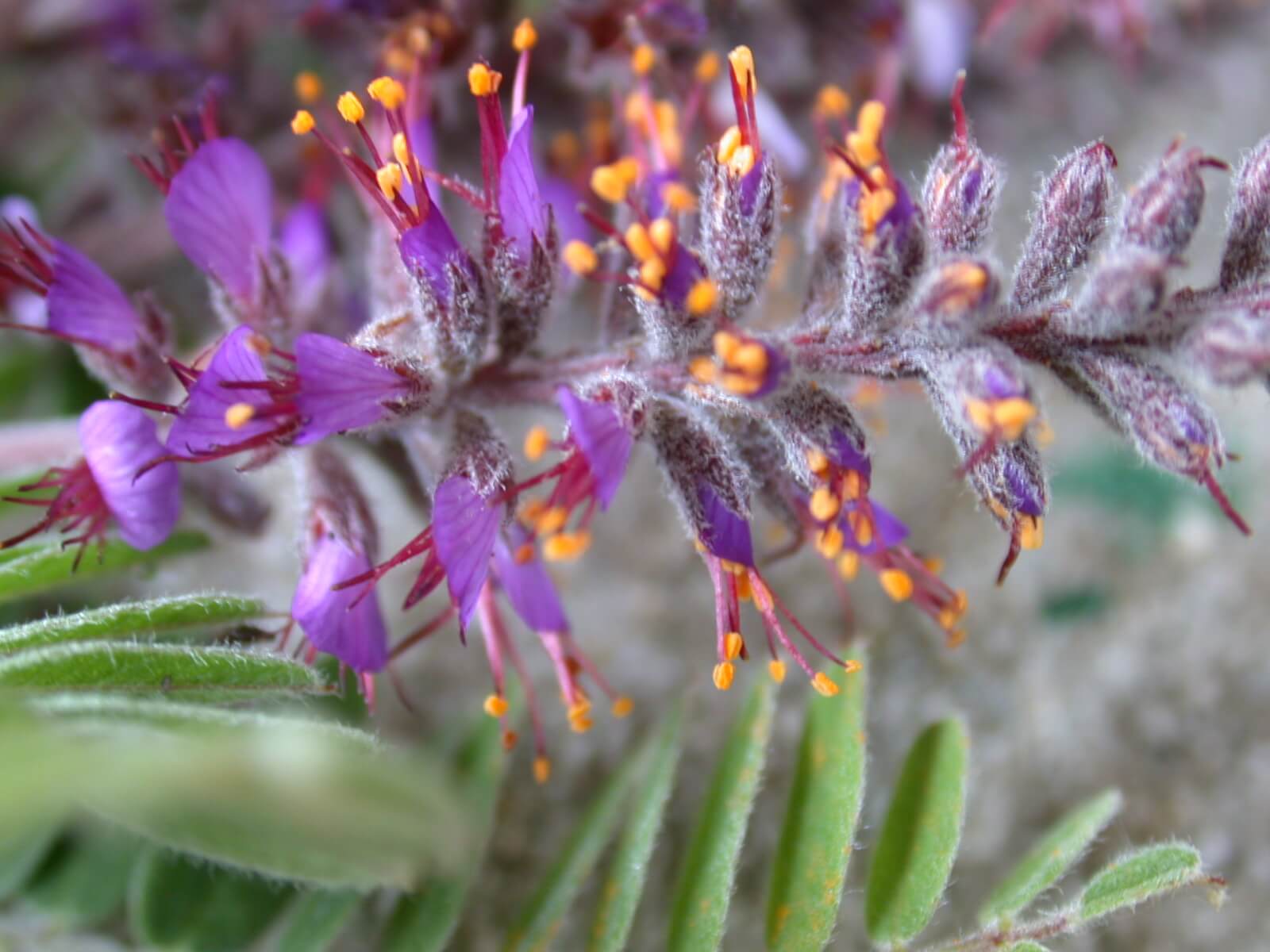 Lead Plant Flowers