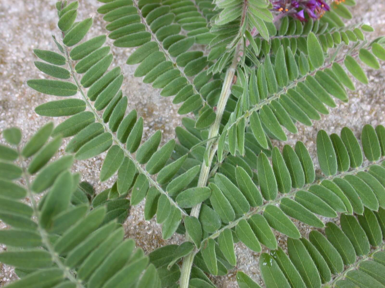 Lead Plant Leaf