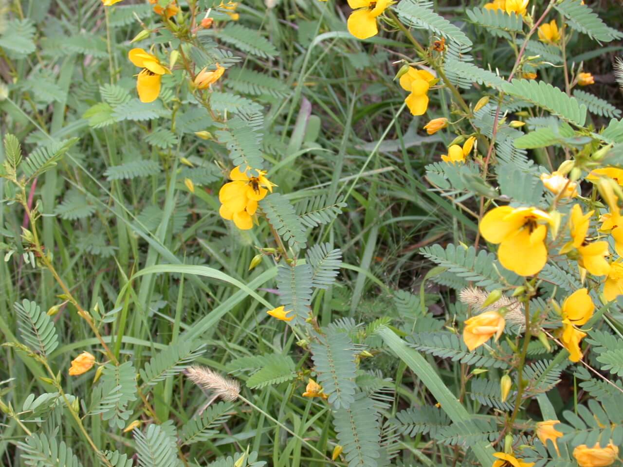 Partridge Pea Plant